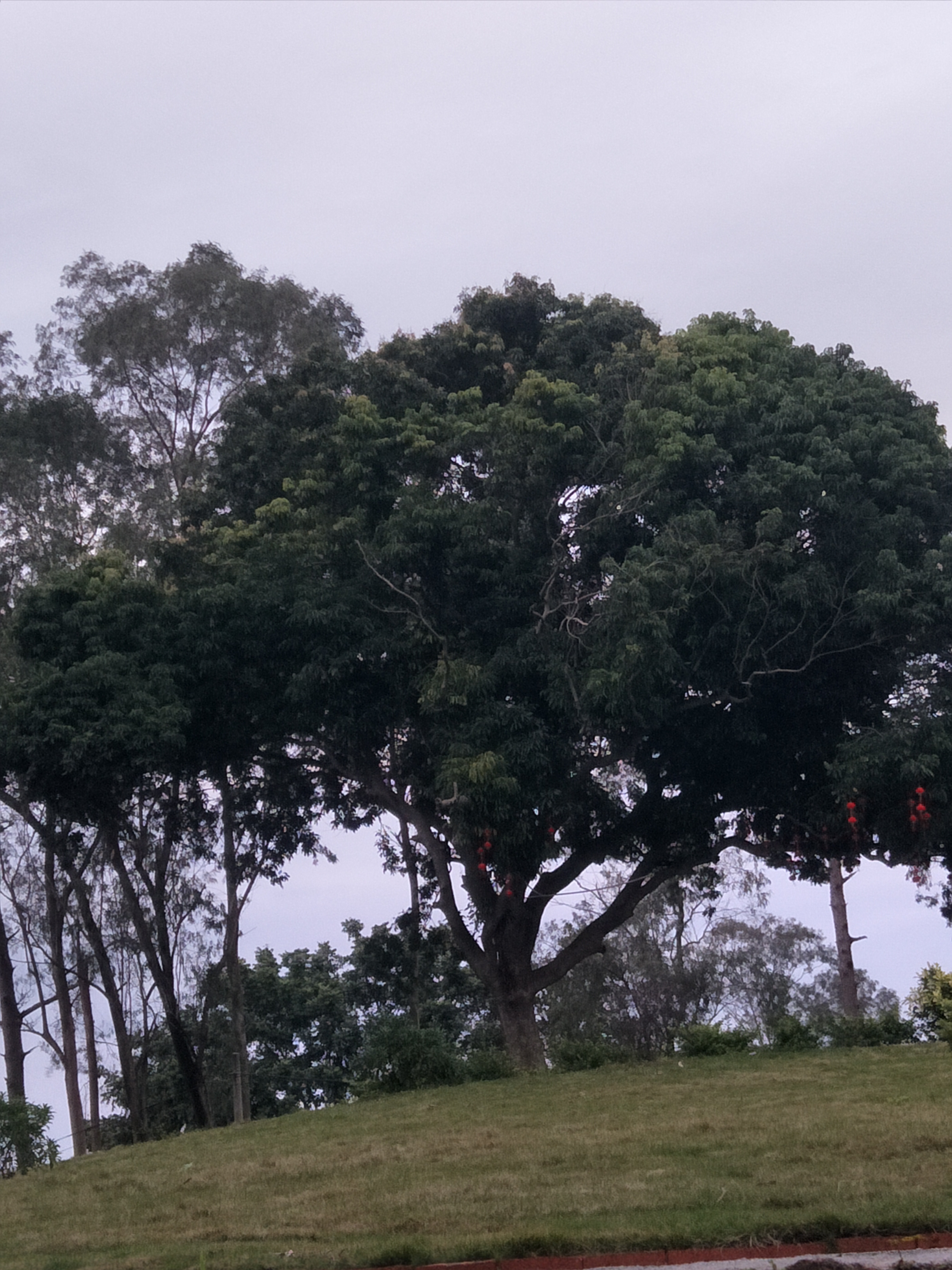油柑冲后山公园旅行图片 2