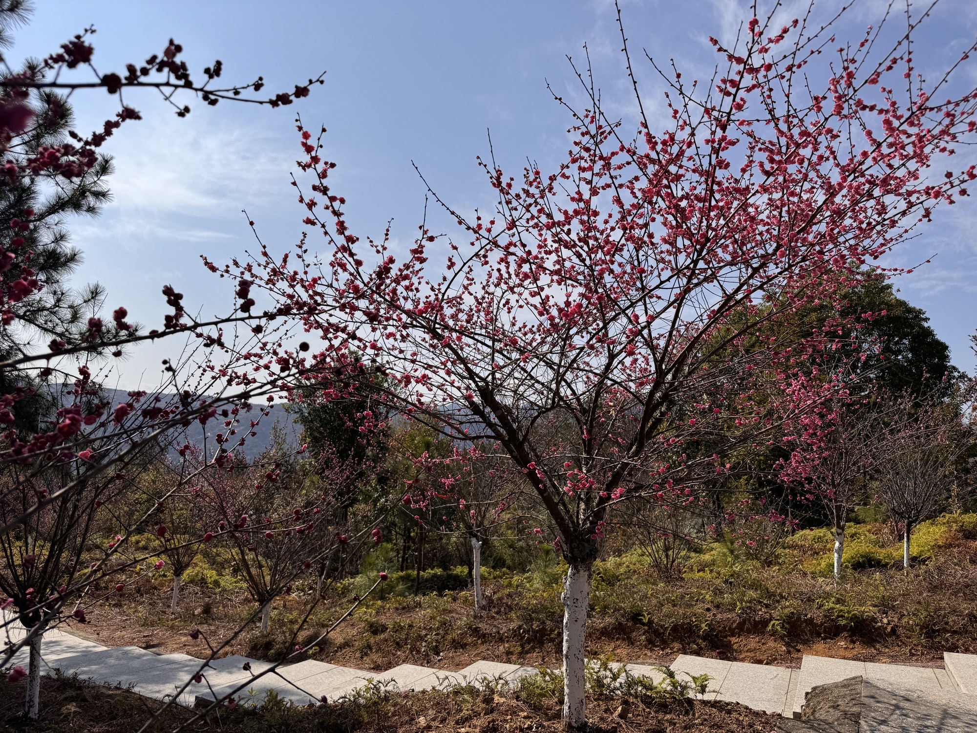 永嘉县桥头镇殿前凤凰山公园旅行图片 1