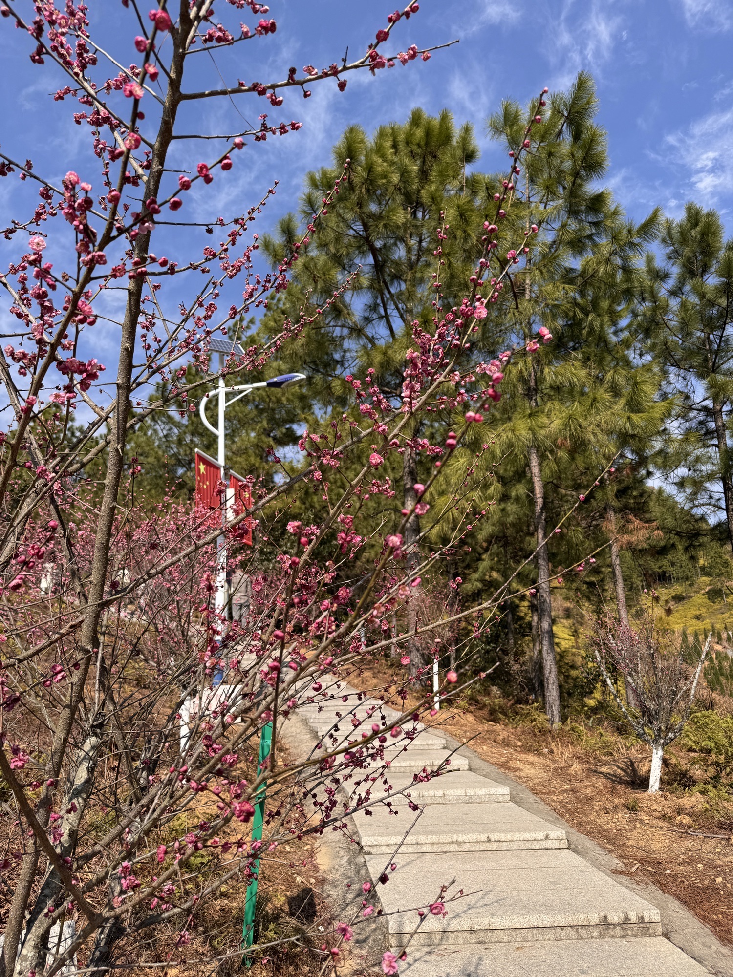 永嘉县桥头镇殿前凤凰山公园旅行图片 2