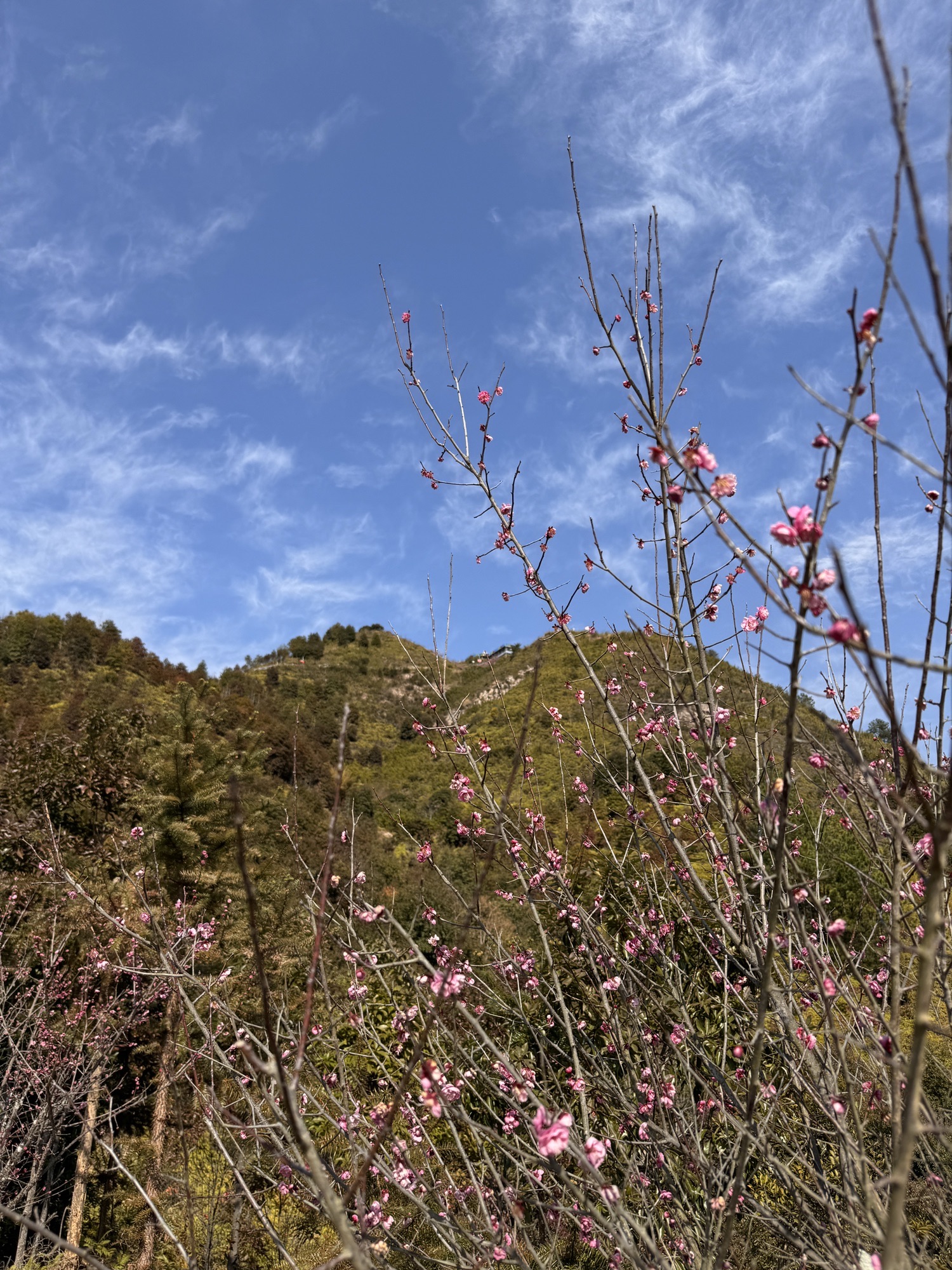 永嘉县桥头镇殿前凤凰山公园旅行图片 3