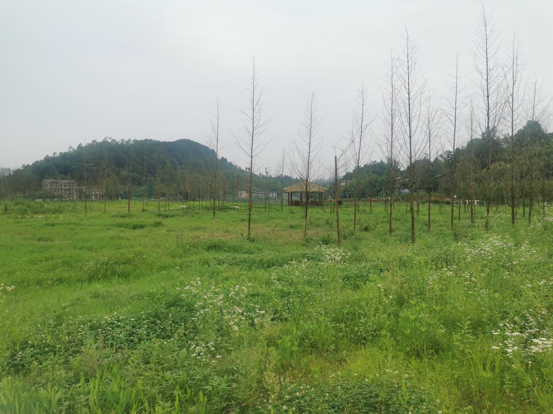 让水湖湿地公园旅行图片 2