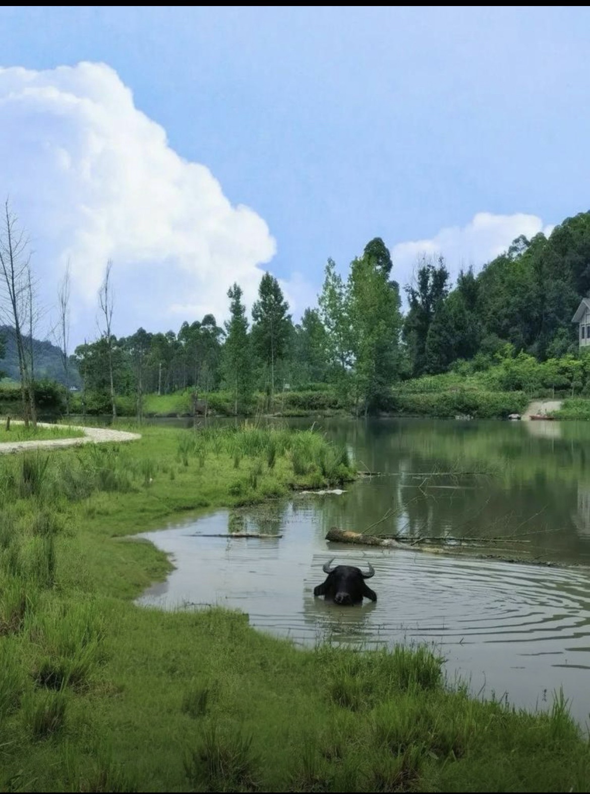 让水湖湿地公园旅行图片 2