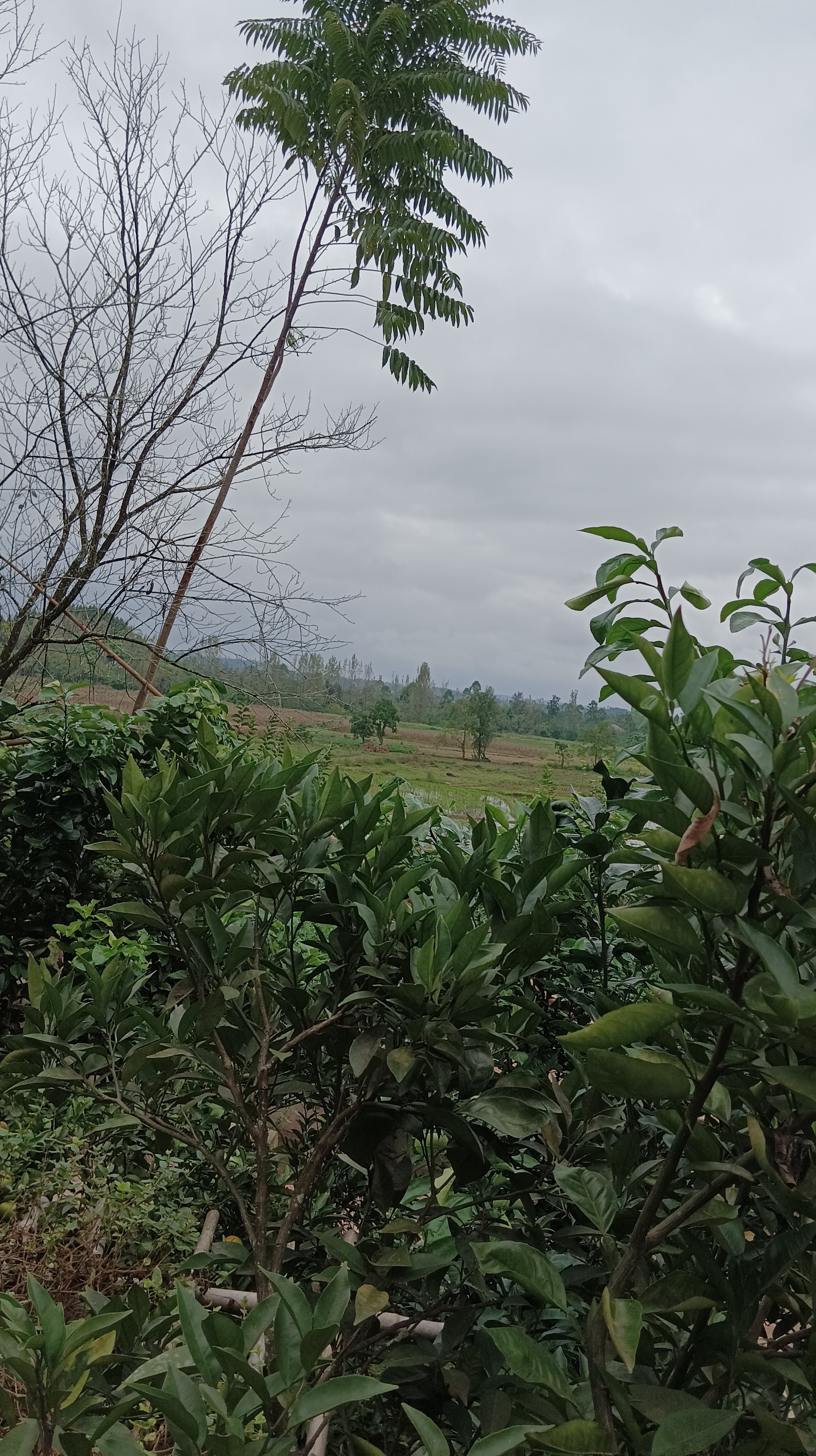 岳池龙湖公园旅行图片 2