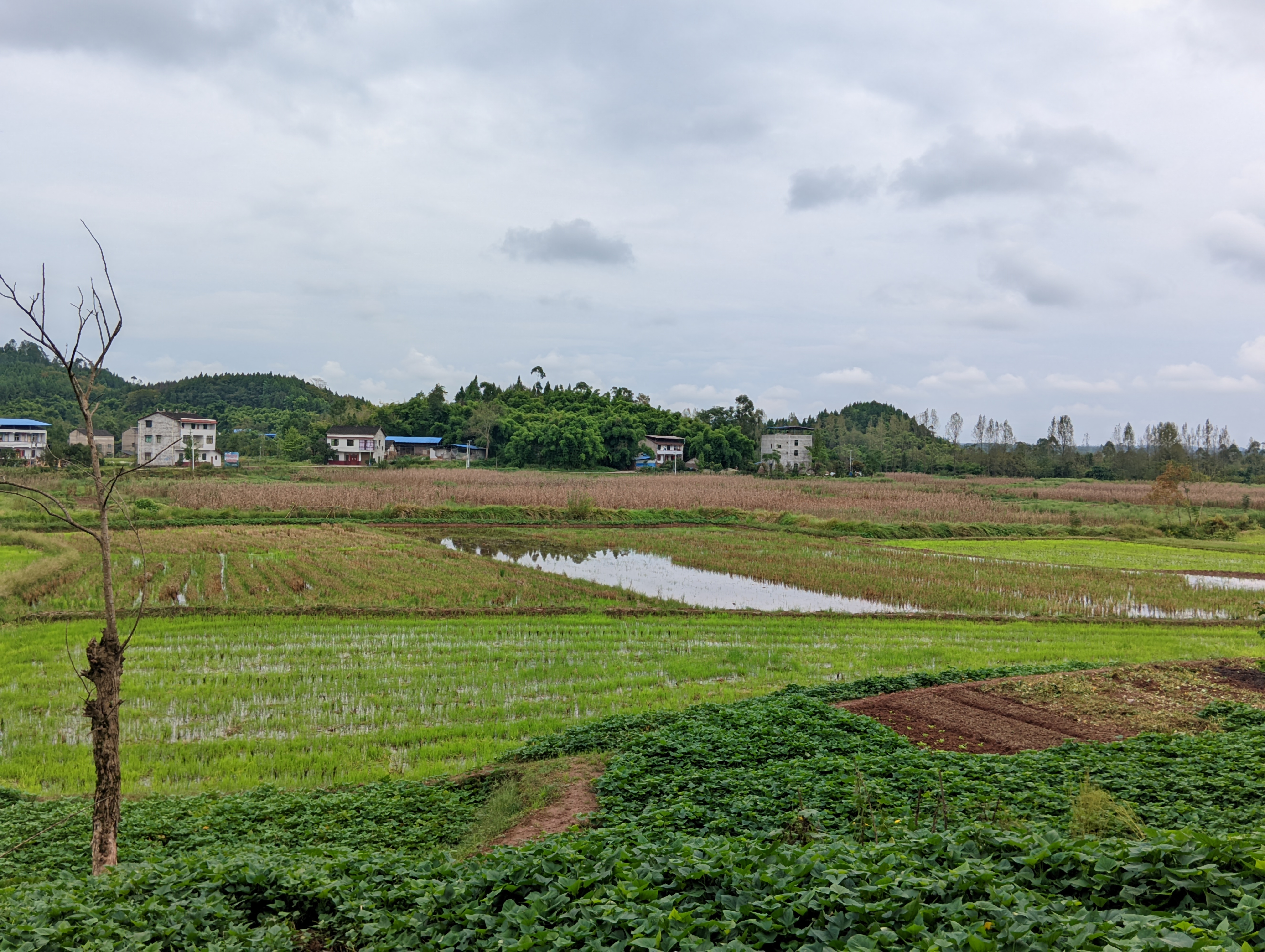 岳池龙湖公园旅行图片