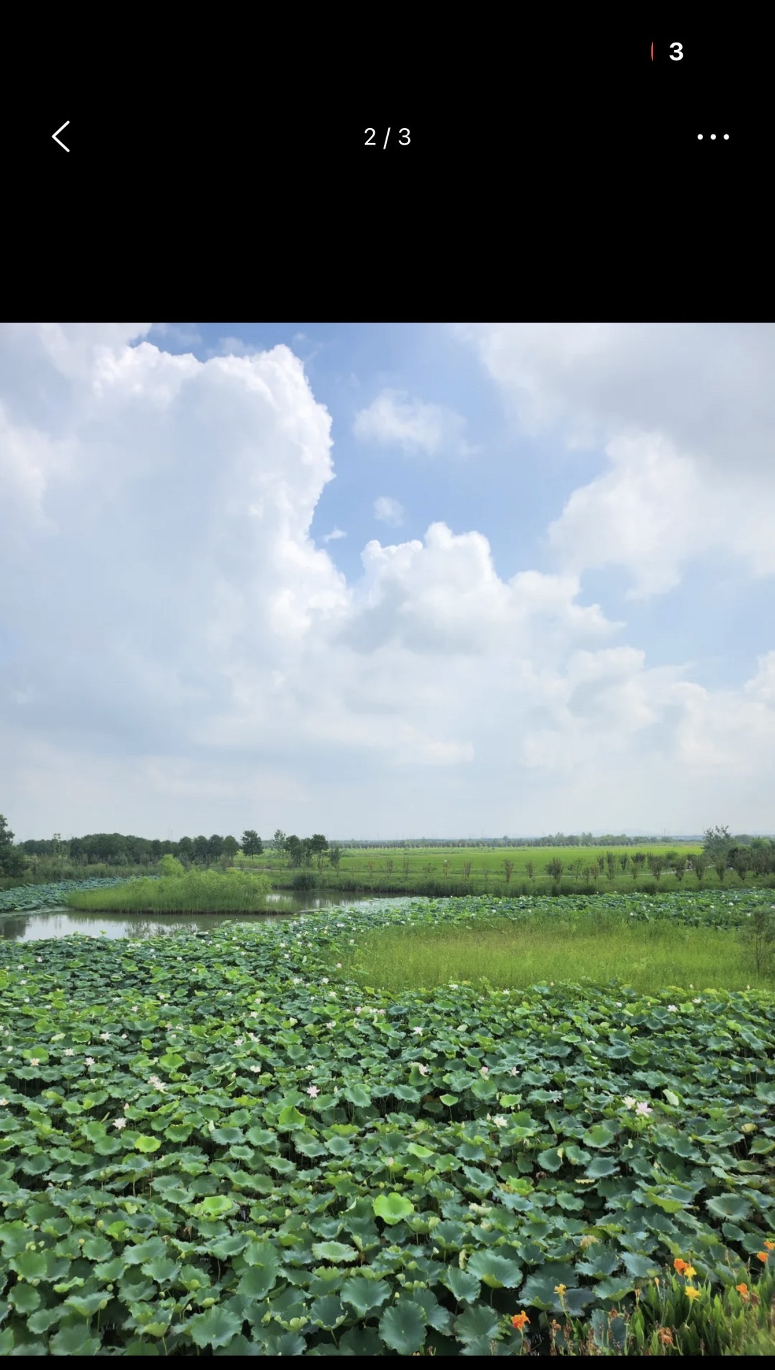 十八联圩湿地旅行图片 2