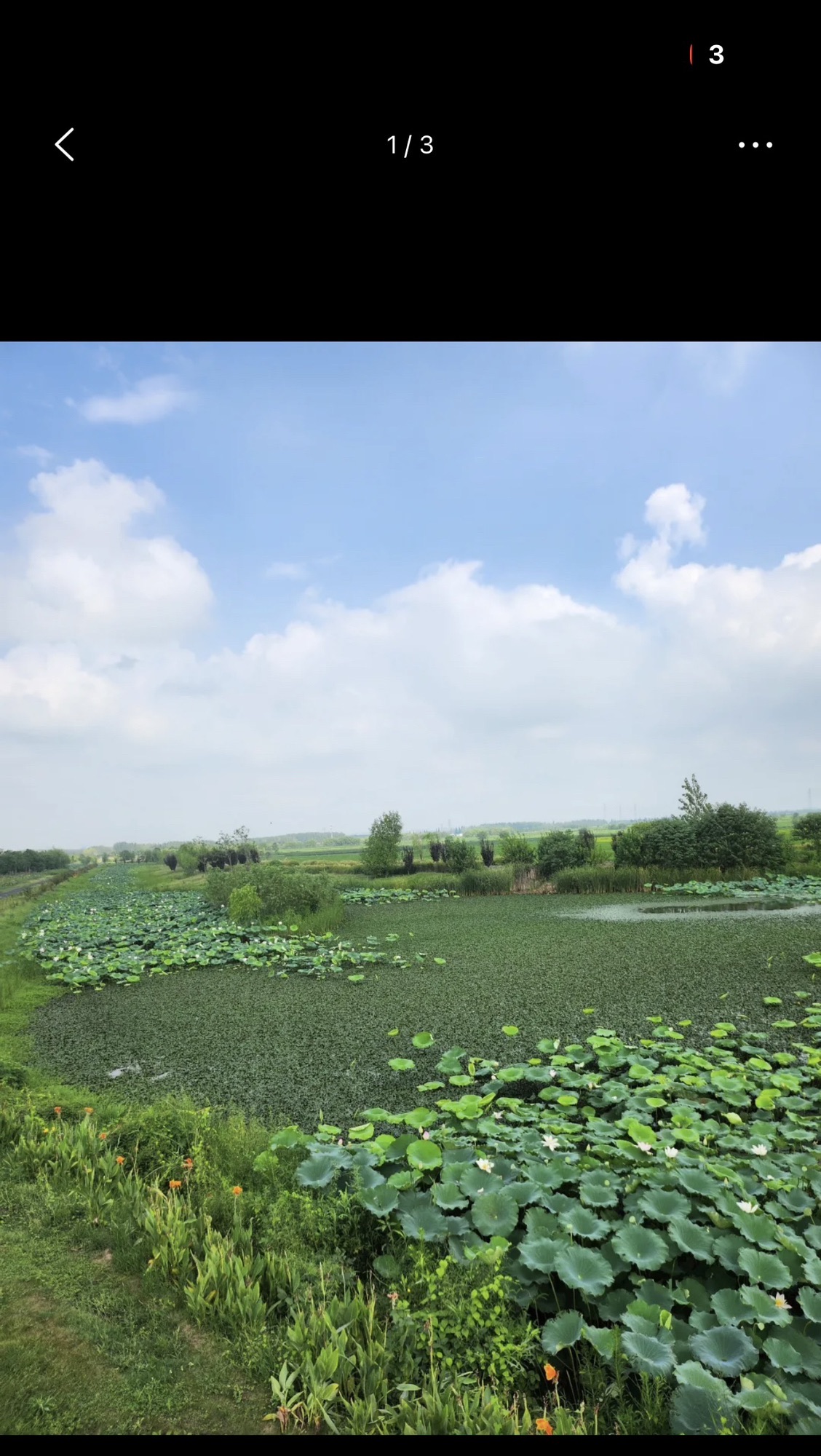 十八联圩湿地旅行图片 3