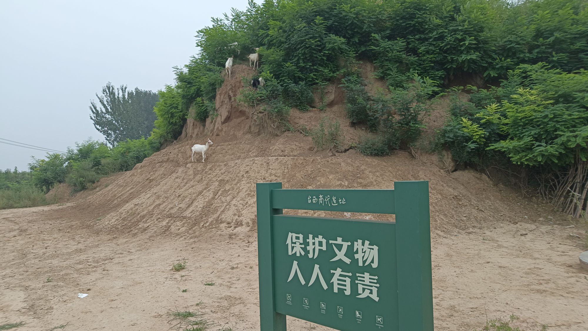 台西遗址旅行图片 3