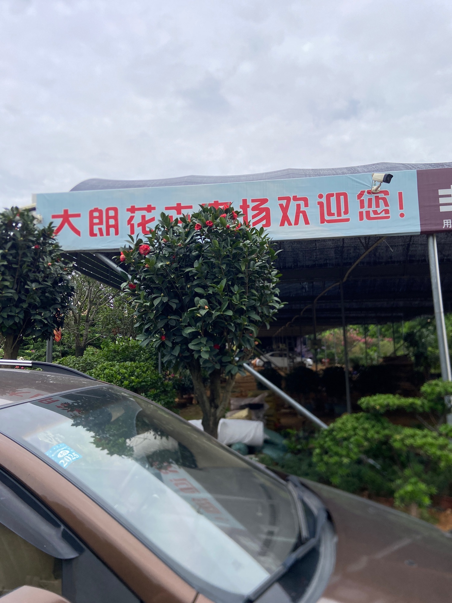 大朗花卉市场