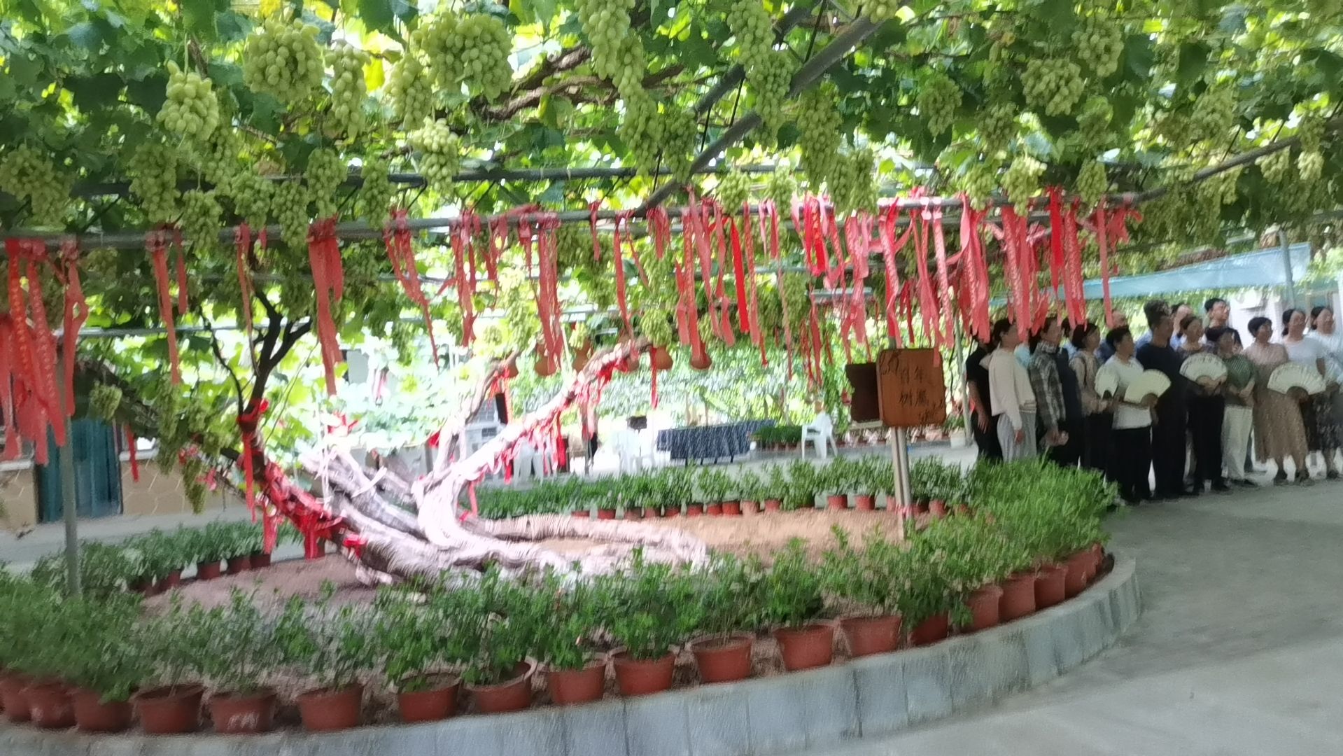百年树凰旅行图片 3