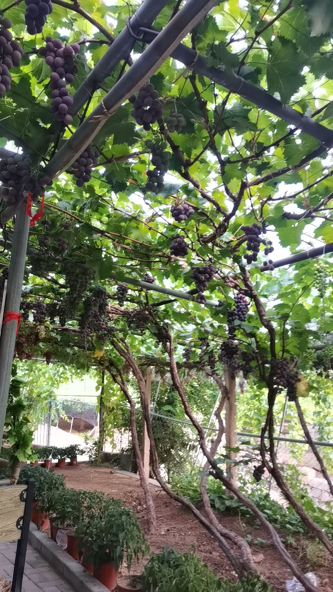 百年树凰旅行图片 2