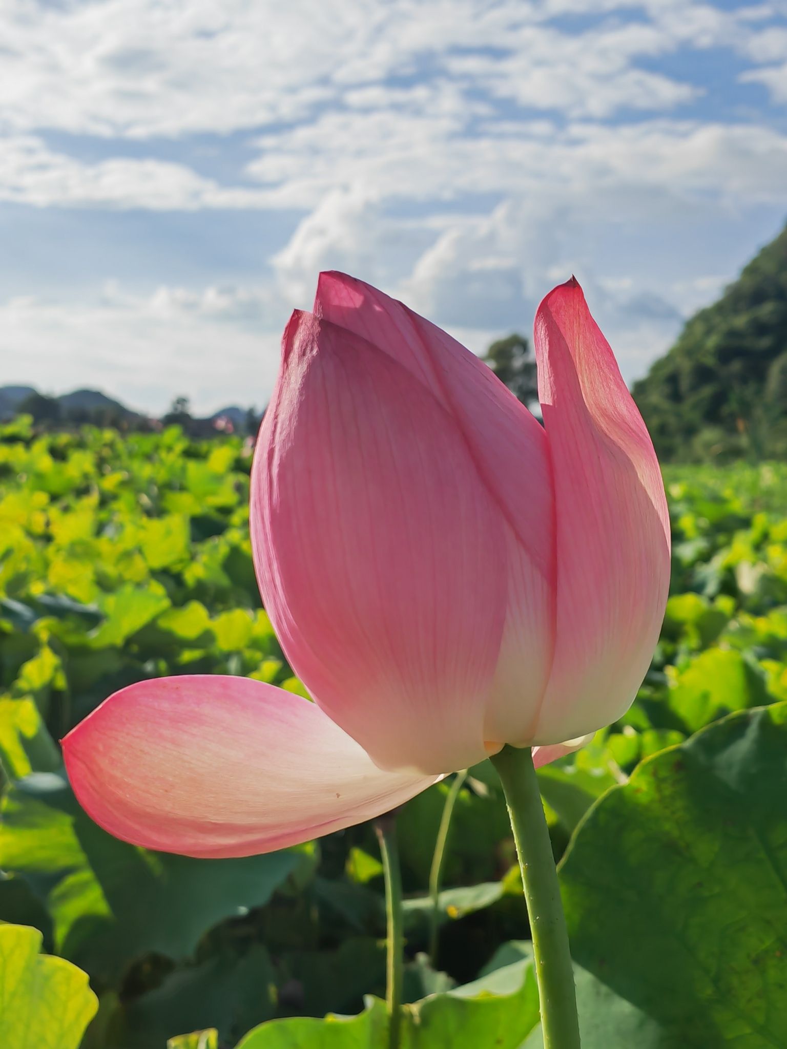 普者黑花仙谷花海景区