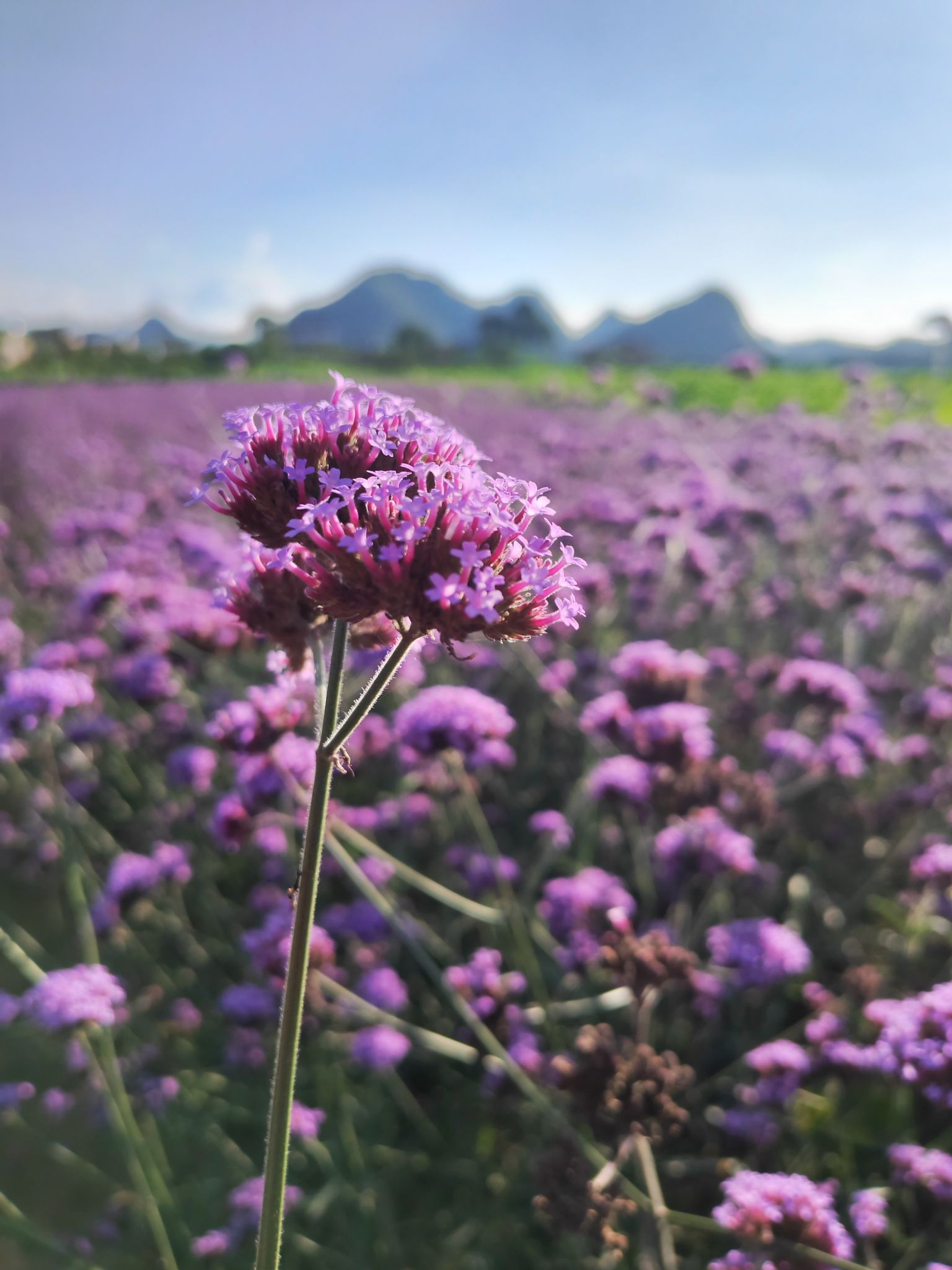 普者黑花仙谷花海景区