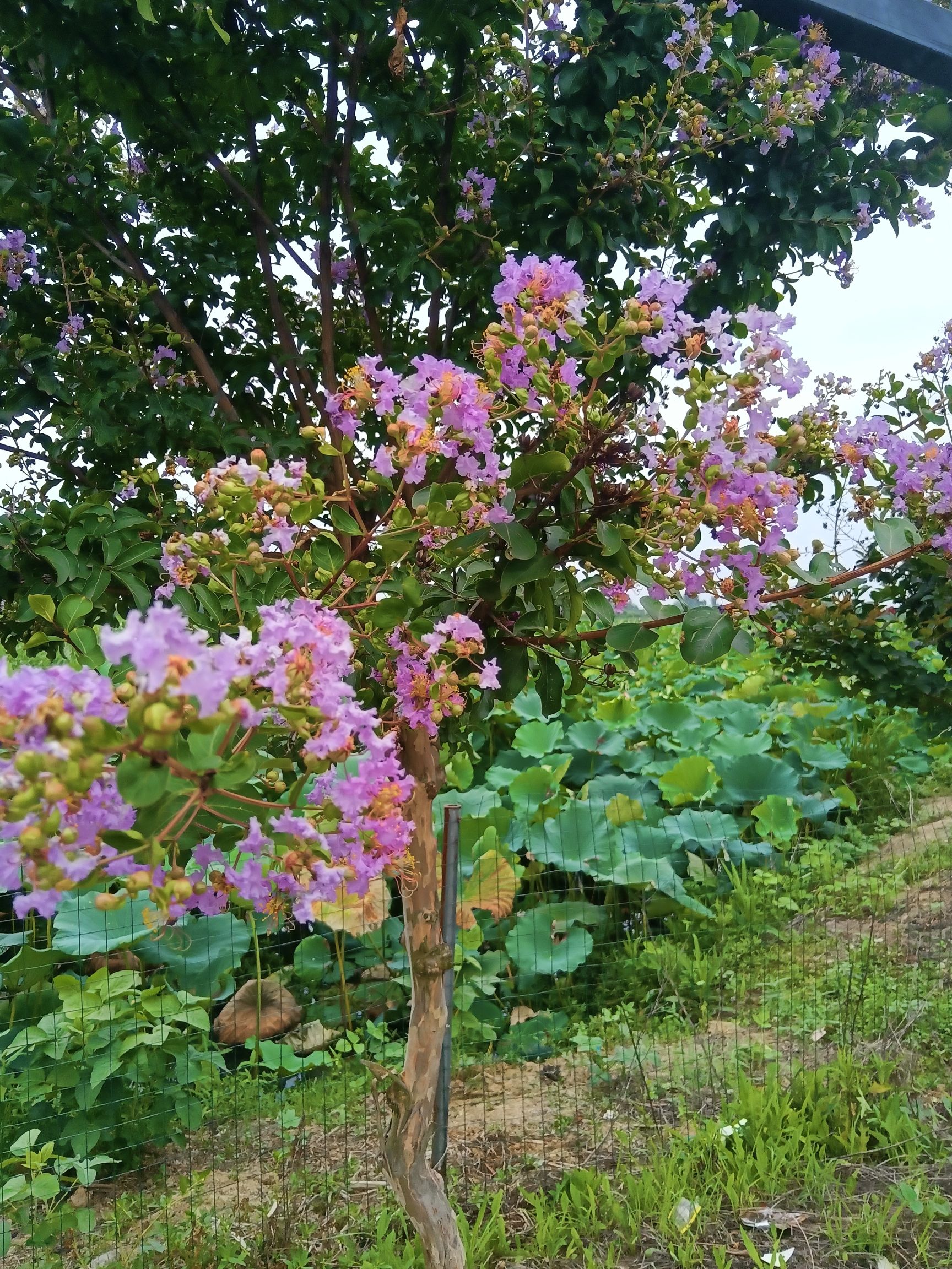 荷花岛旅行图片 2