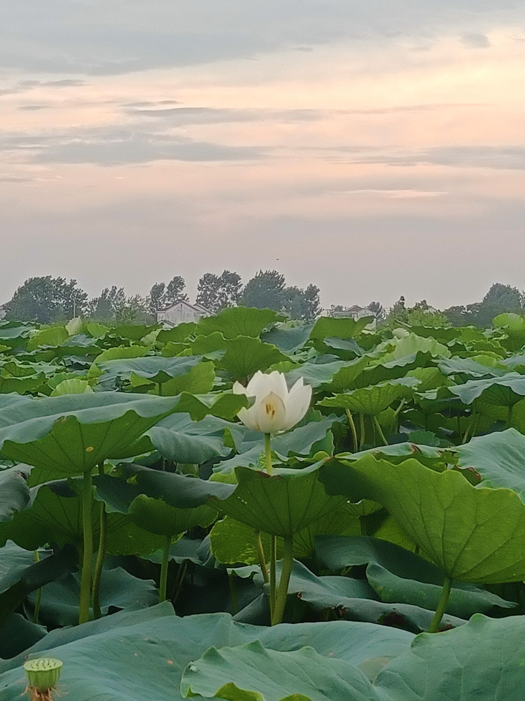 荷花岛旅行图片 1