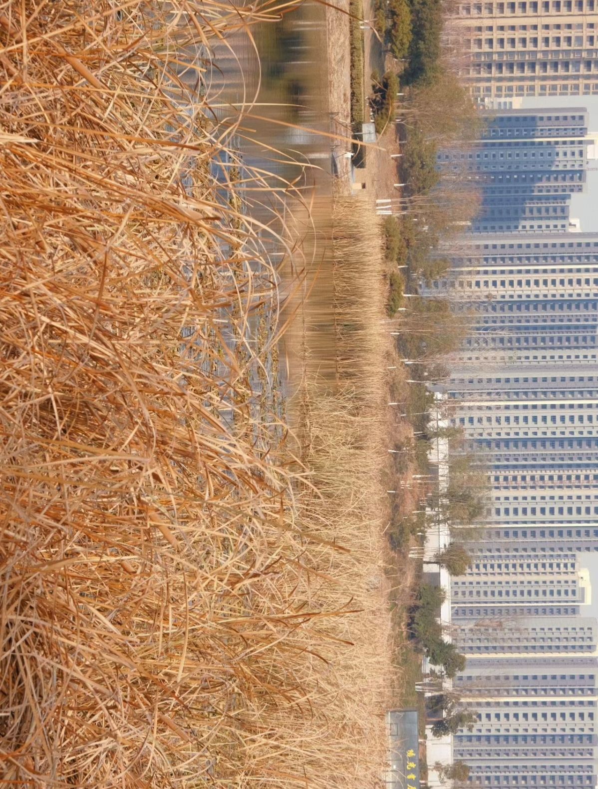安阳市南万金公园旅行图片 1