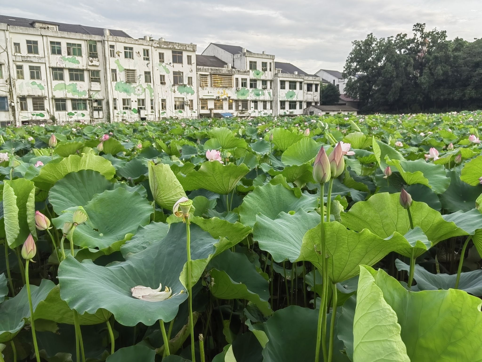 笔架山乡荷塘月色景区旅行图片 1