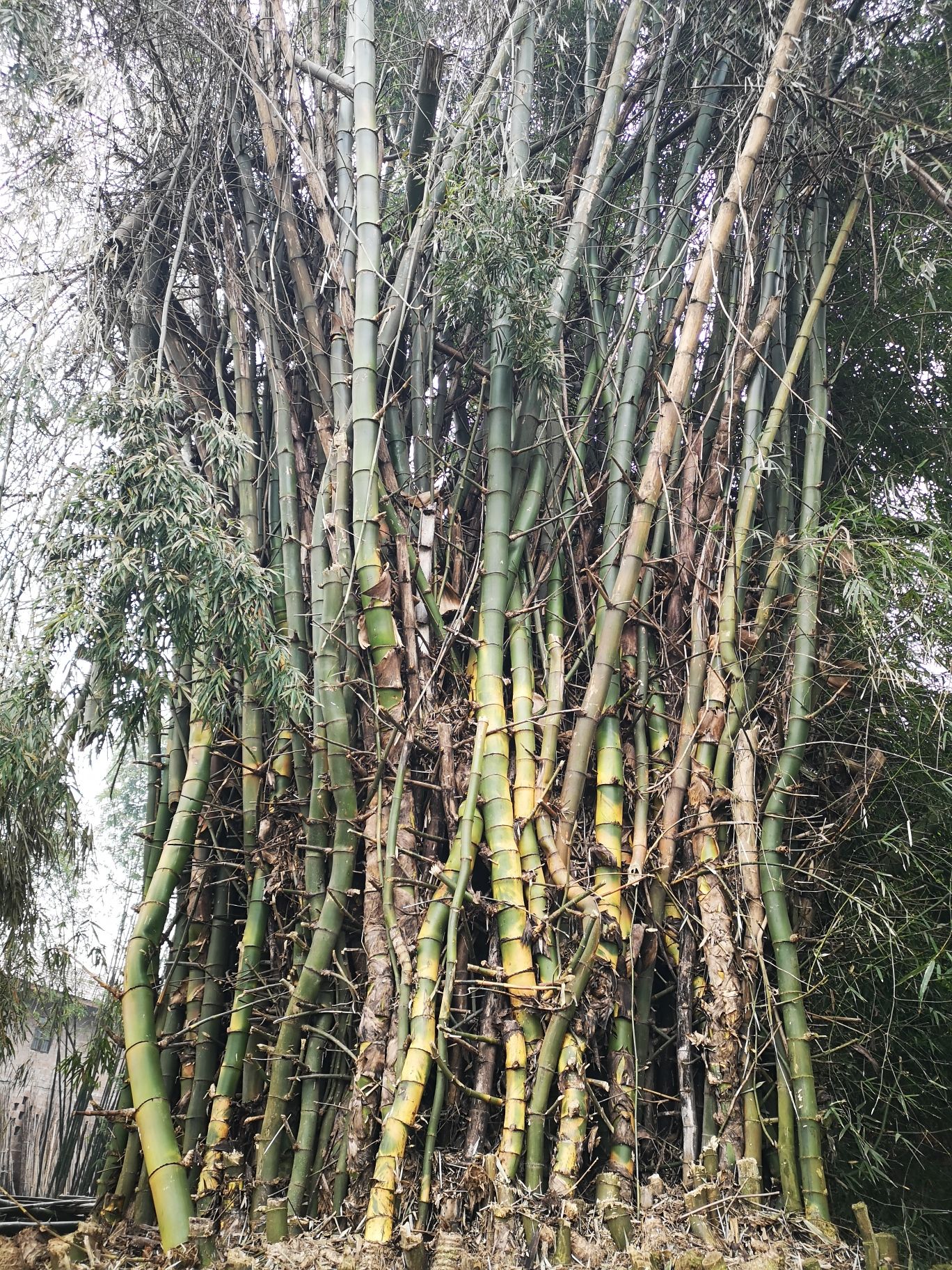 江津中坝岛旅行图片 1