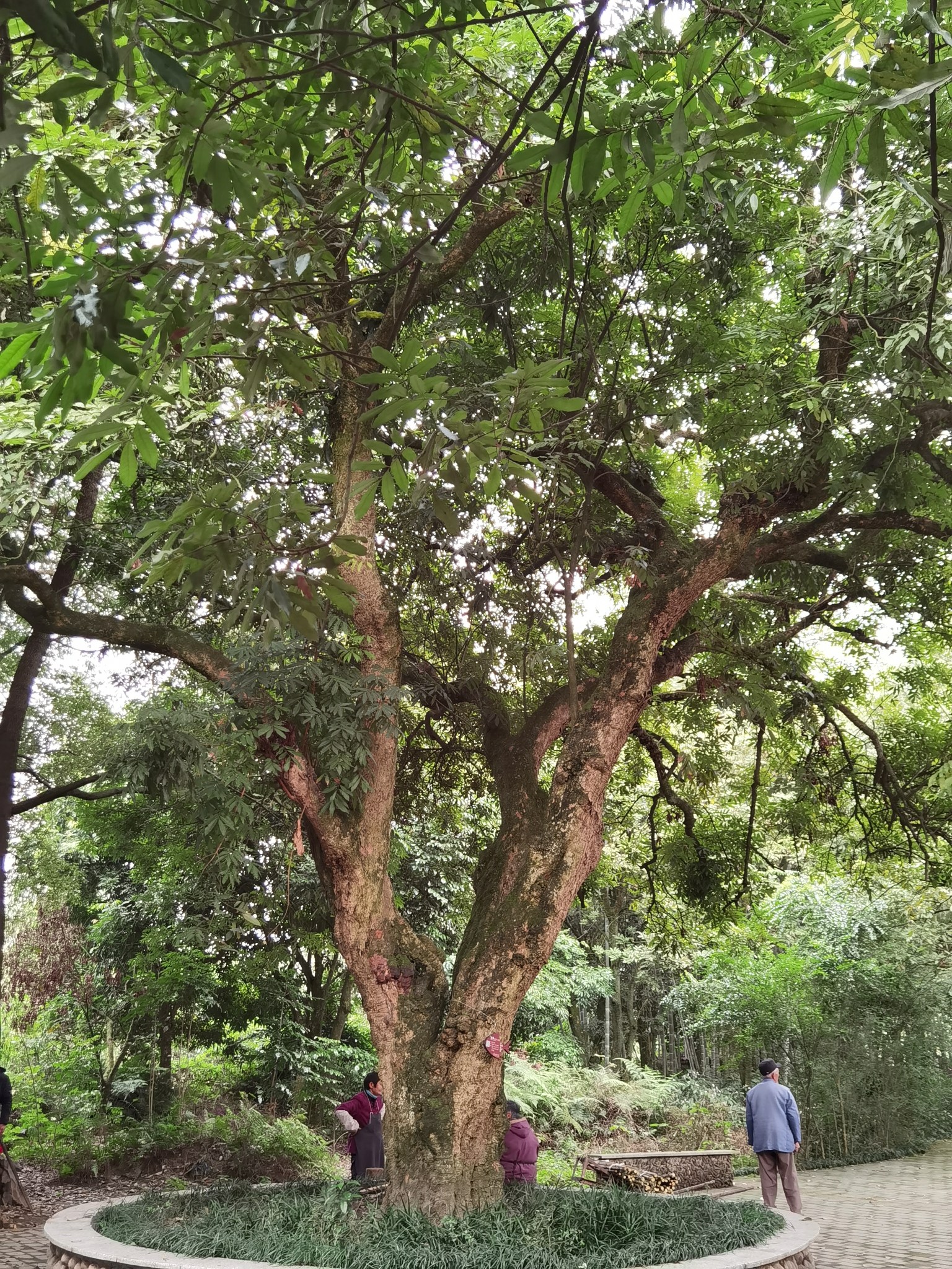 江津中坝岛旅行图片 2