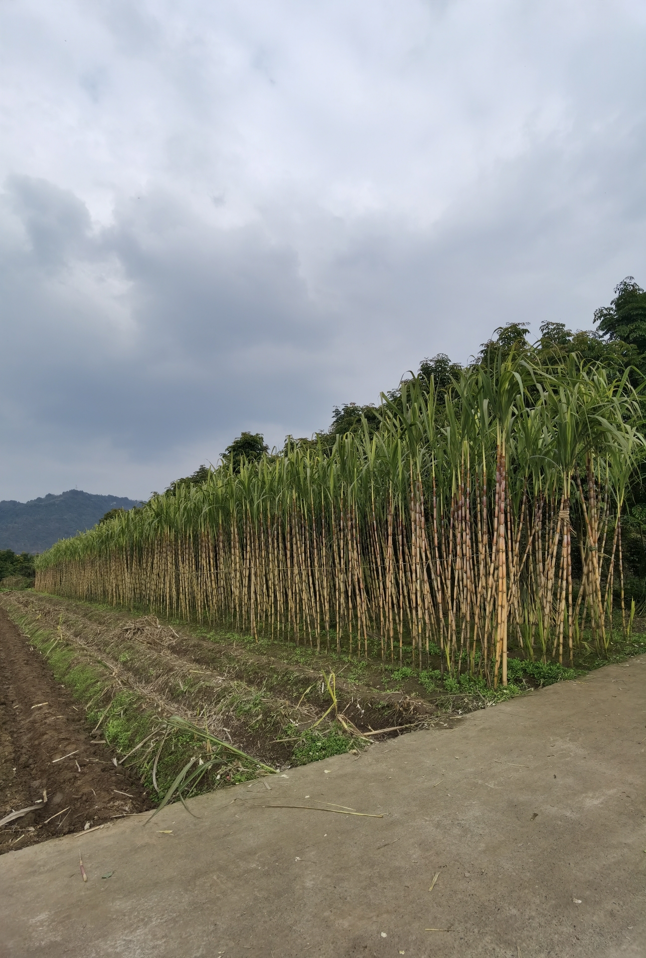 江津中坝岛旅行图片 1