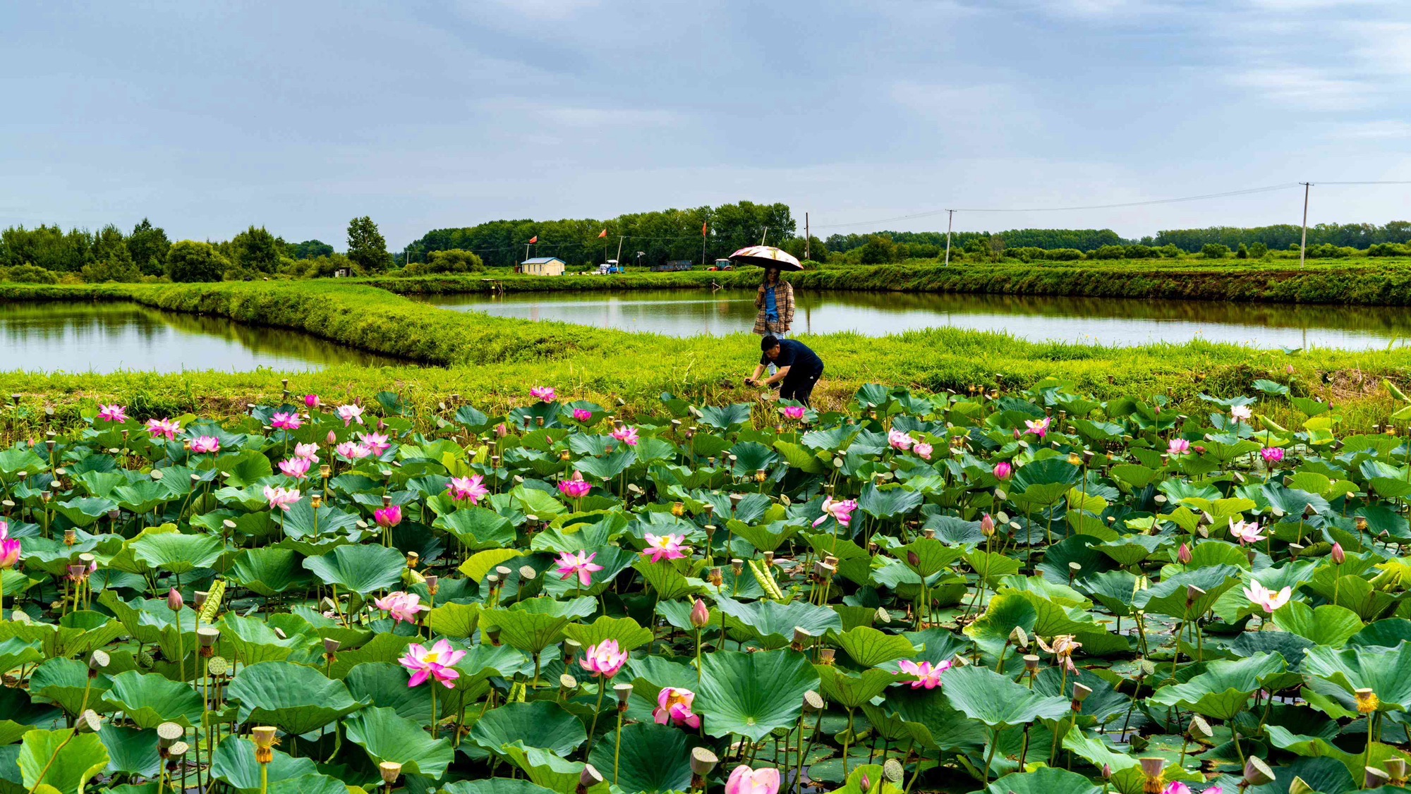 曹县·黄河故道湿地风景区旅行图片 1