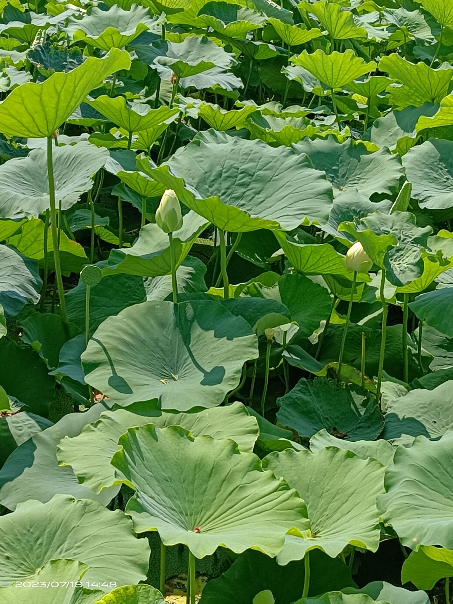 曹县·黄河故道湿地风景区旅行图片 1