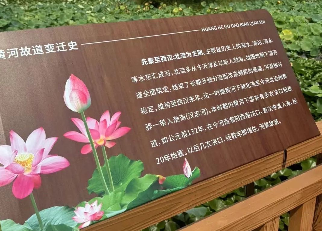曹县·黄河故道湿地风景区旅行图片 1