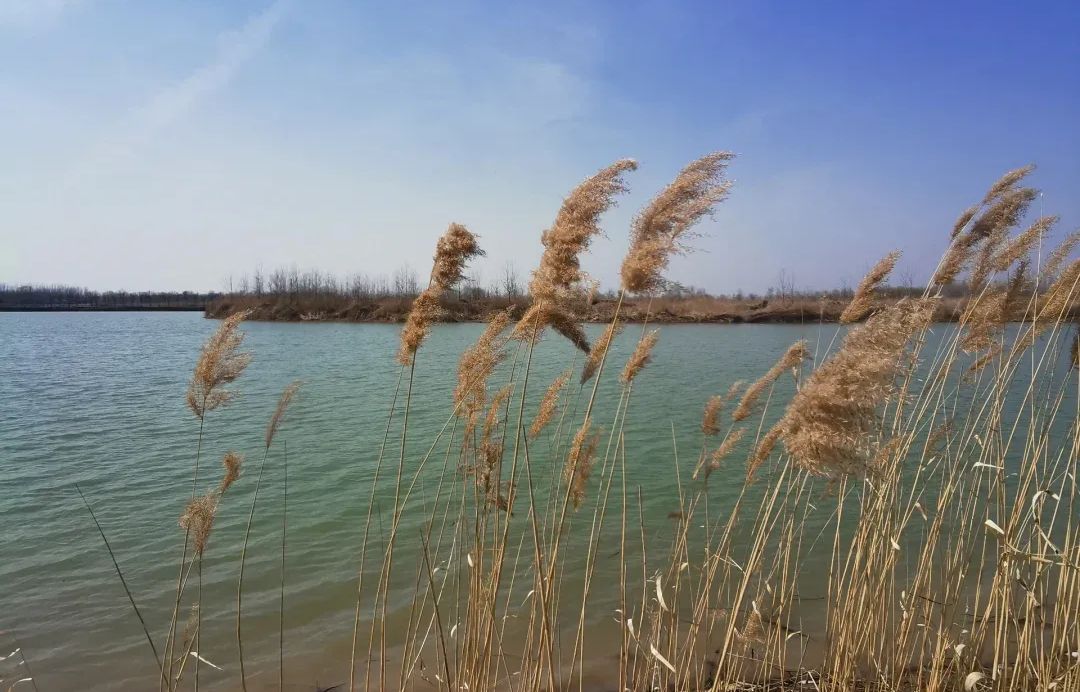 曹县·黄河故道湿地风景区旅行图片 3