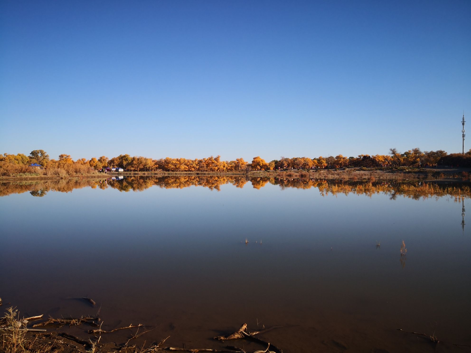 额济纳胡杨林旅游区(暂停开放)旅行图片 2