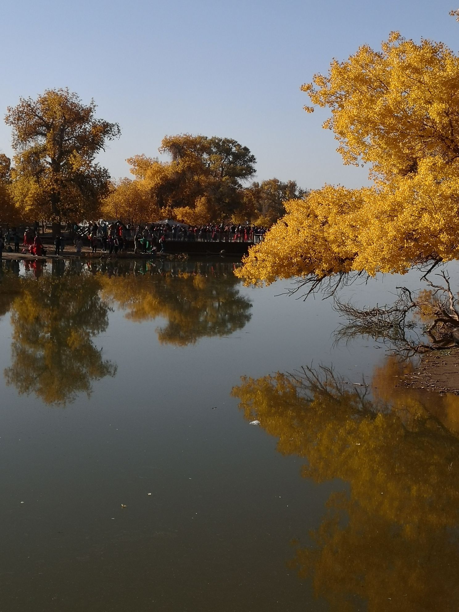 额济纳胡杨林旅游区(暂停开放)旅行图片 3