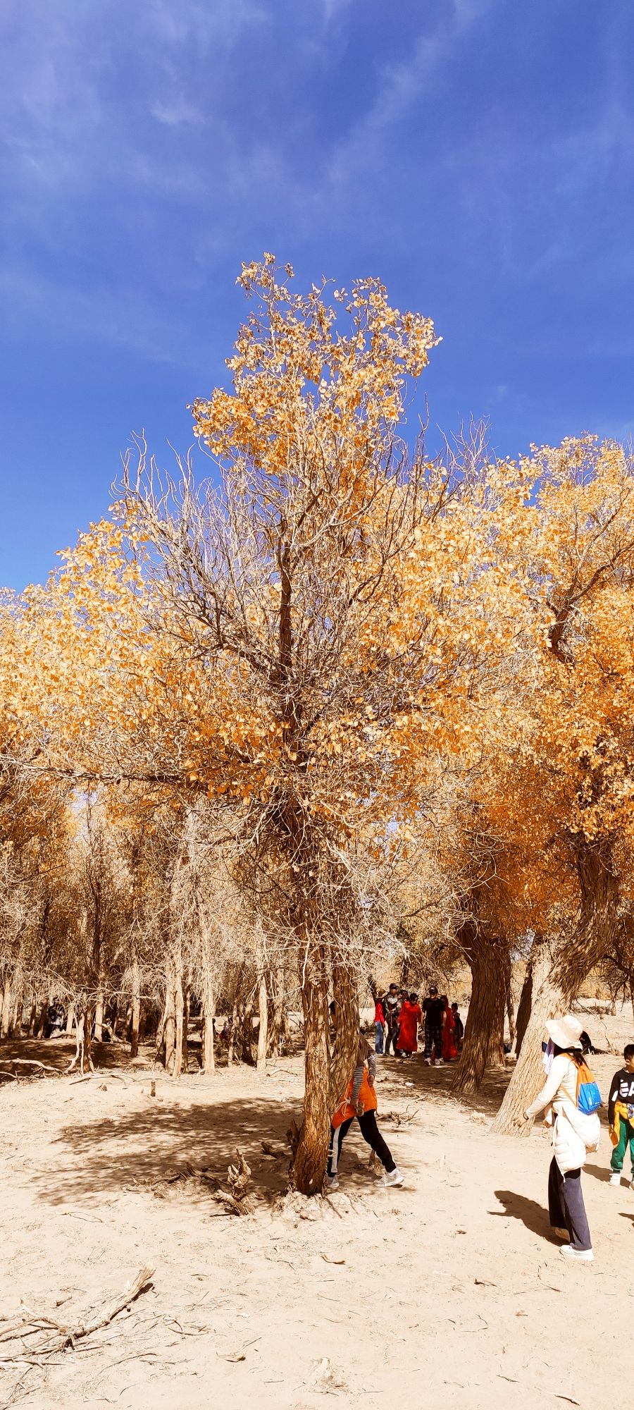 额济纳胡杨林旅游区(暂停开放)旅行图片 1