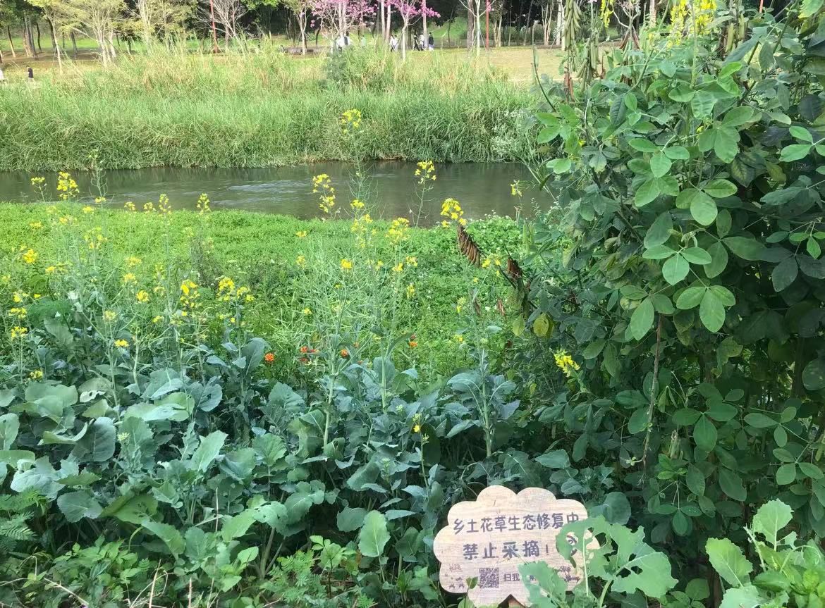 大沙河公园旅行图片 3