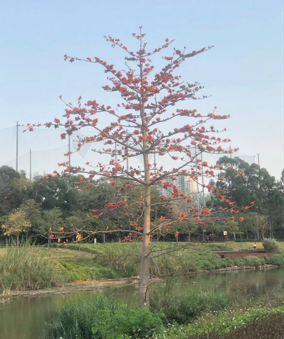 大沙河公园旅行图片 1