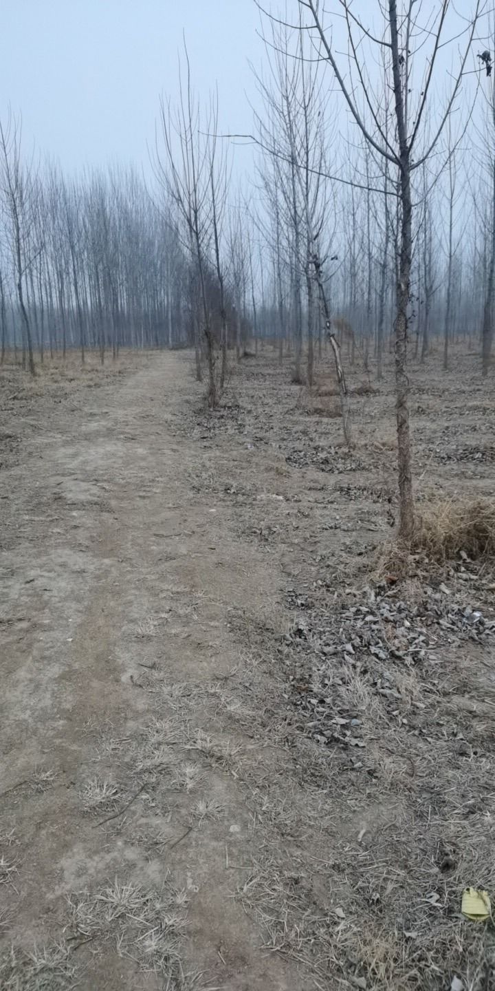 大桑树村冀鲁边区革命旧址旅行图片 2
