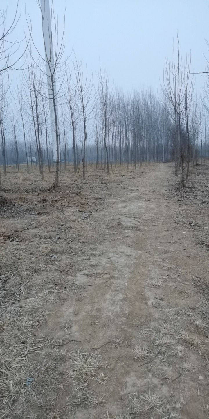 大桑树村冀鲁边区革命旧址旅行图片 3