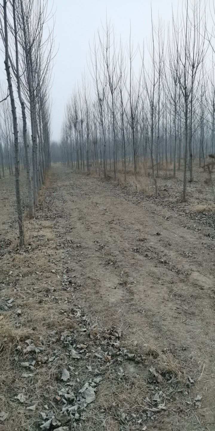 大桑树村冀鲁边区革命旧址旅行图片
