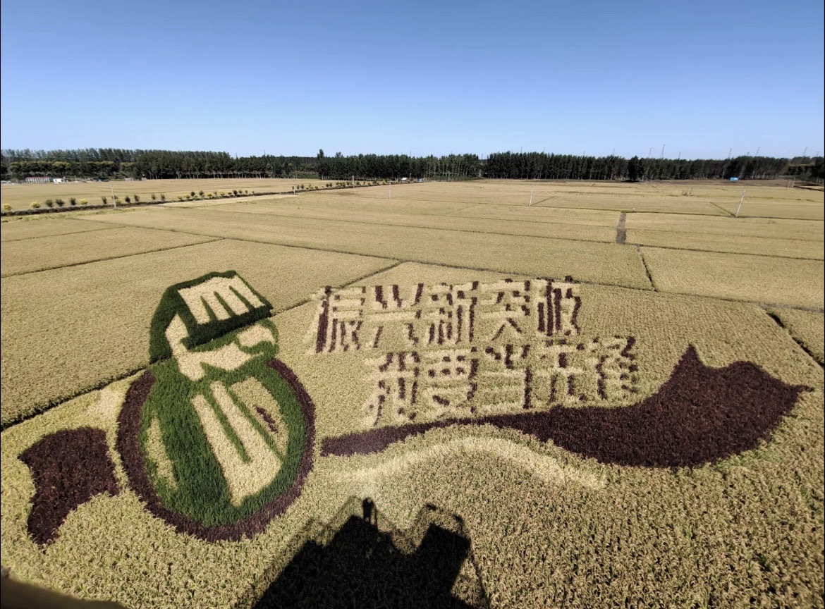 辽中蒲河稻乡稻田画景区旅行图片 2