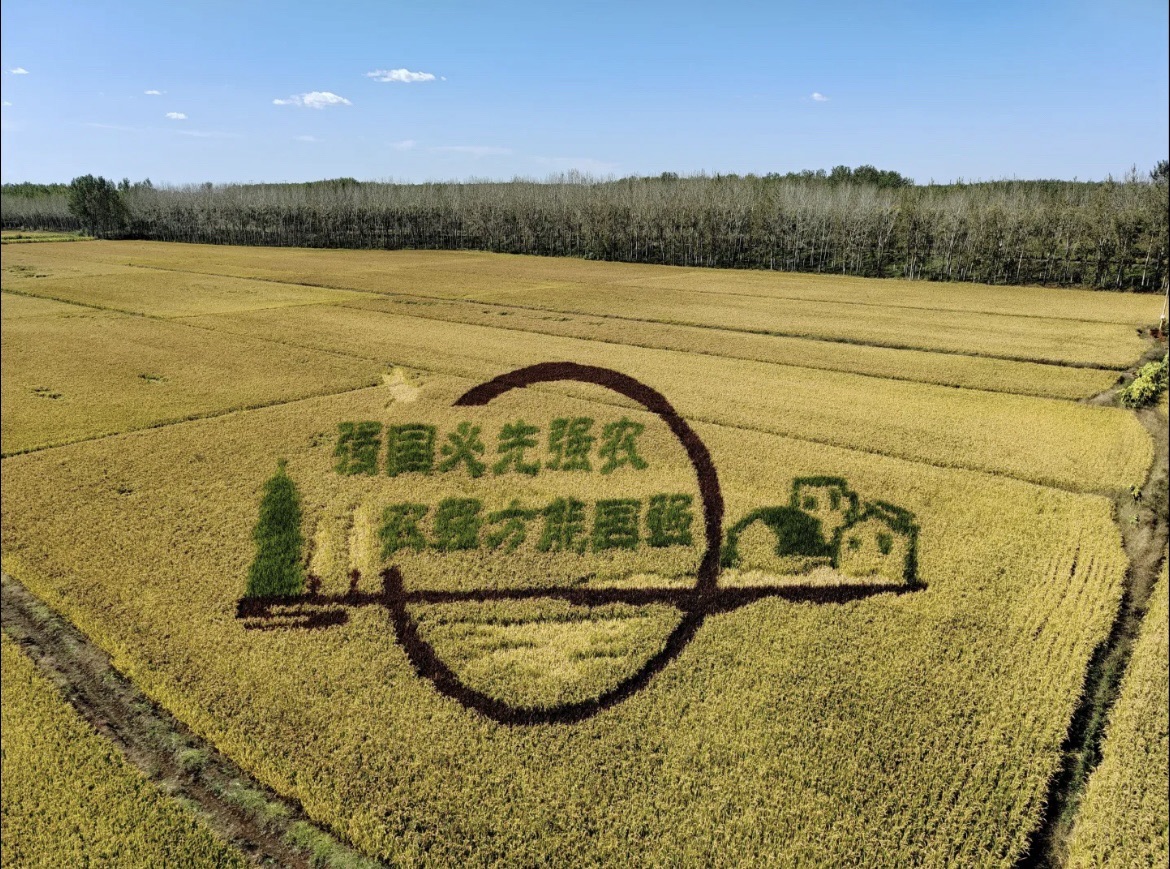 辽中蒲河稻乡稻田画景区旅行图片 1