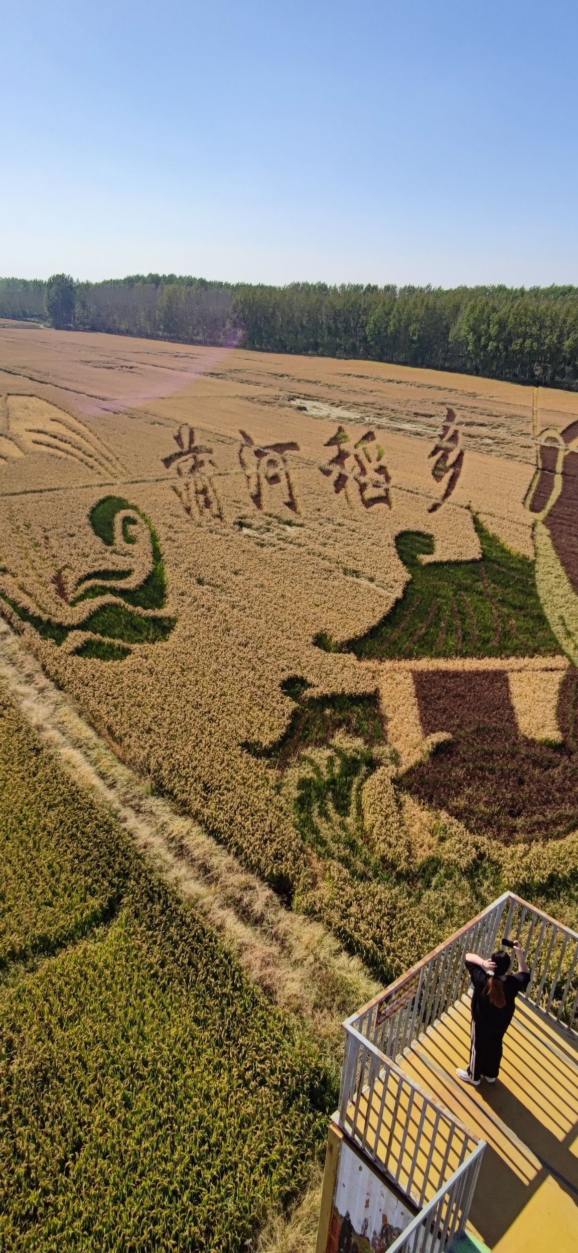 辽中蒲河稻乡稻田画景区旅行图片 3