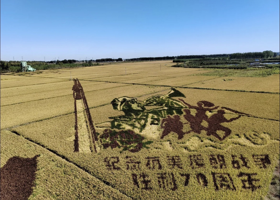 辽中蒲河稻乡稻田画景区