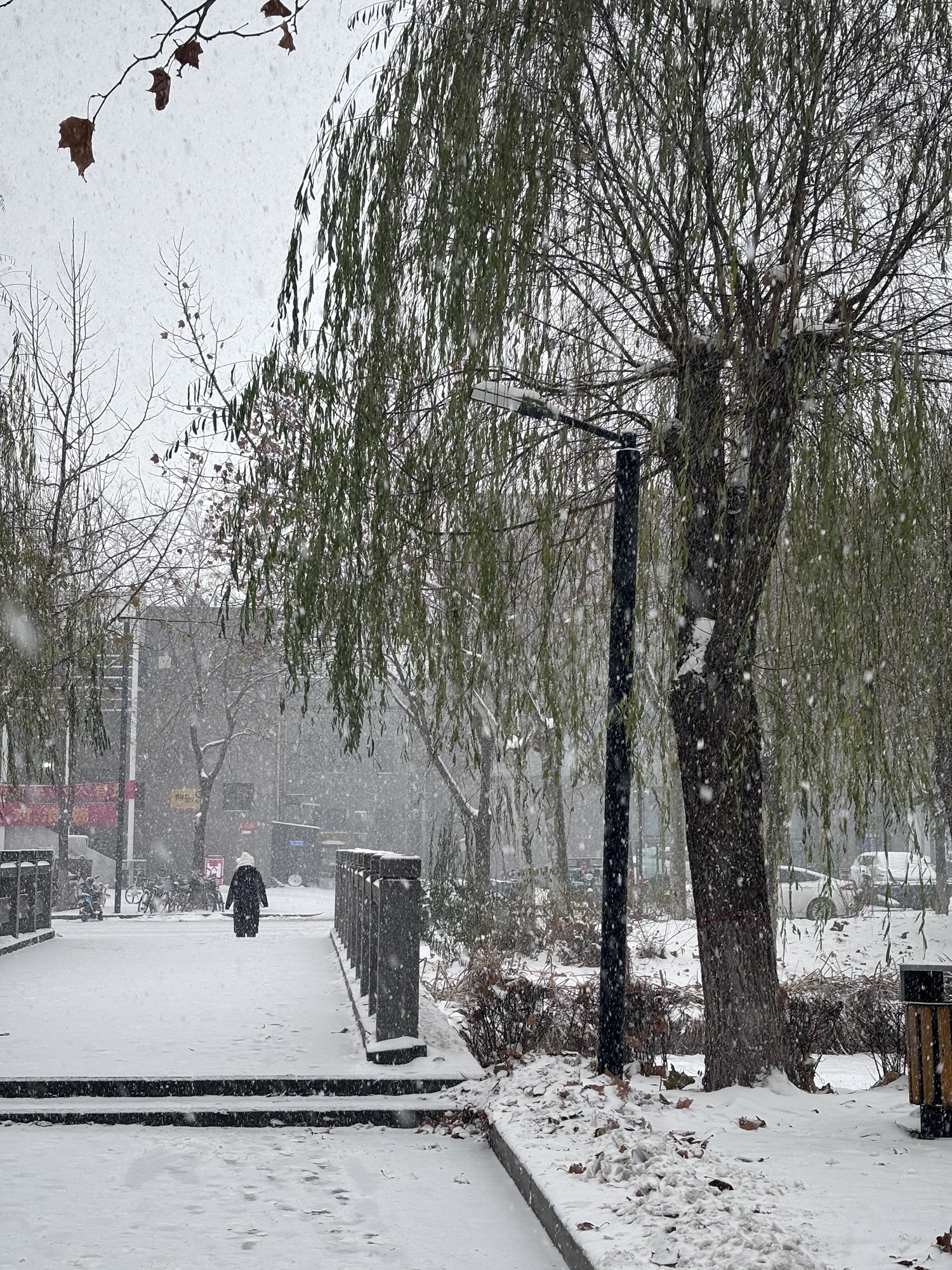 河北师范大学-小公园旅行图片 2