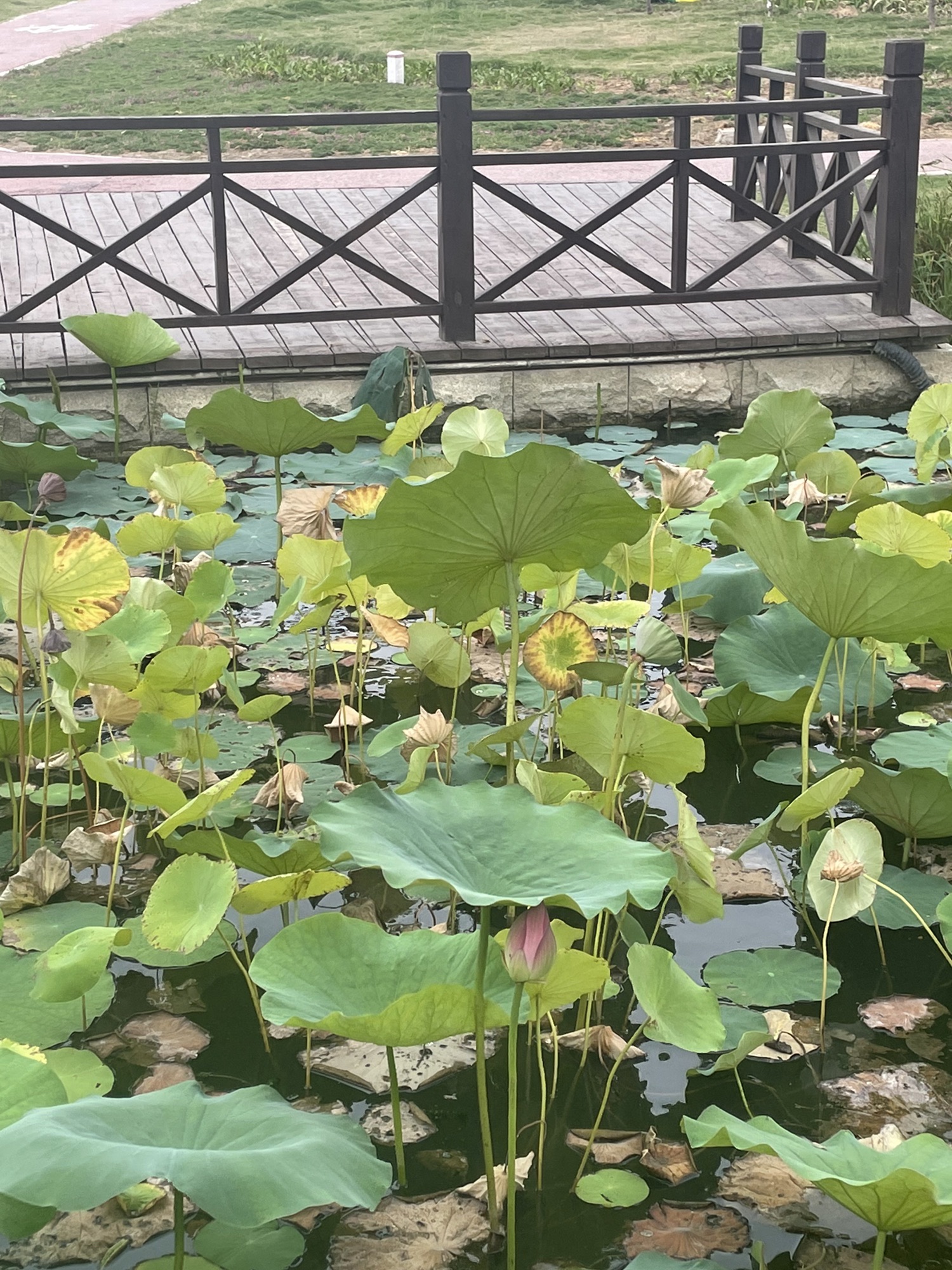淞江湖旅行图片 1