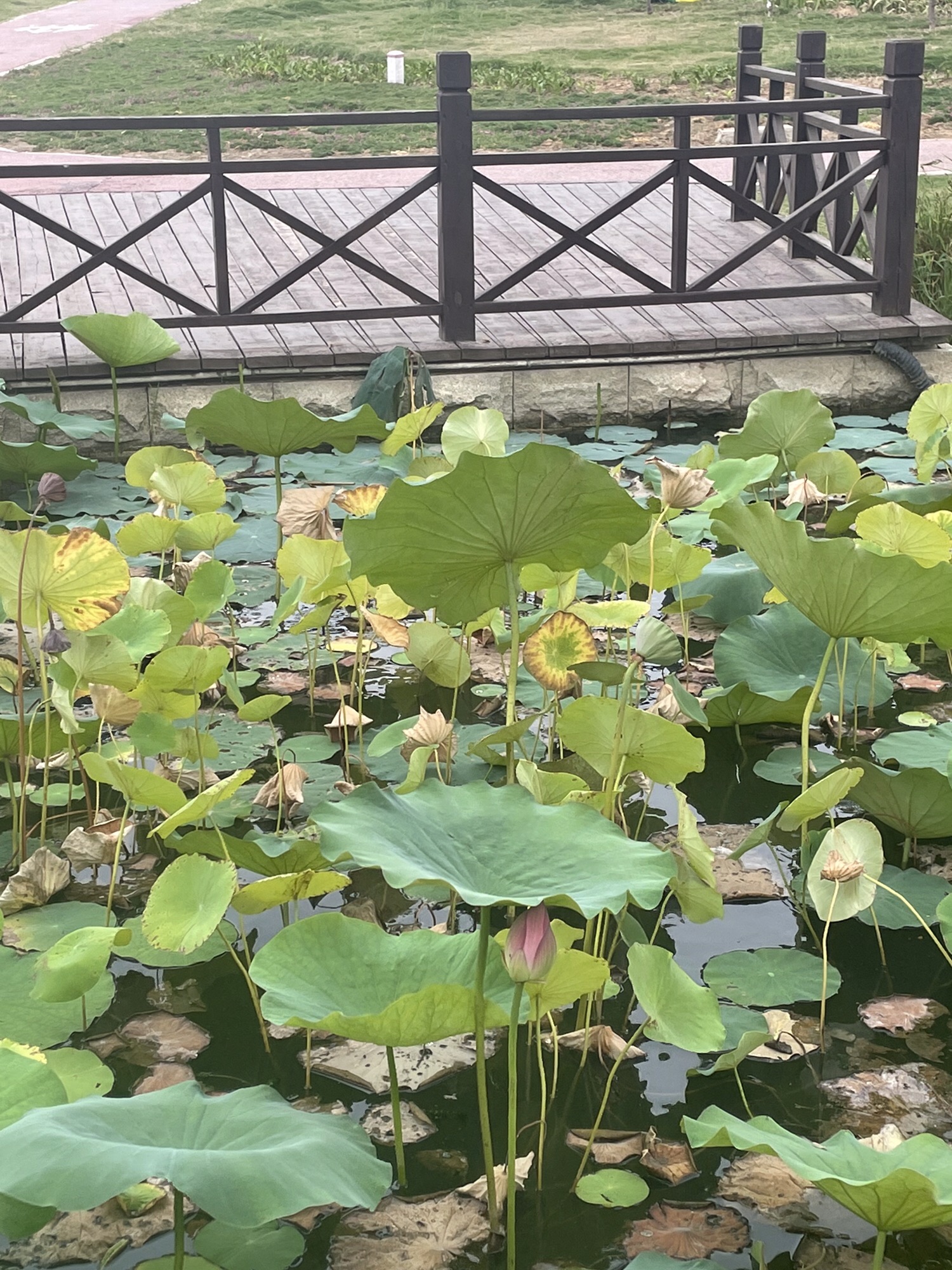 淞江湖旅行图片 1