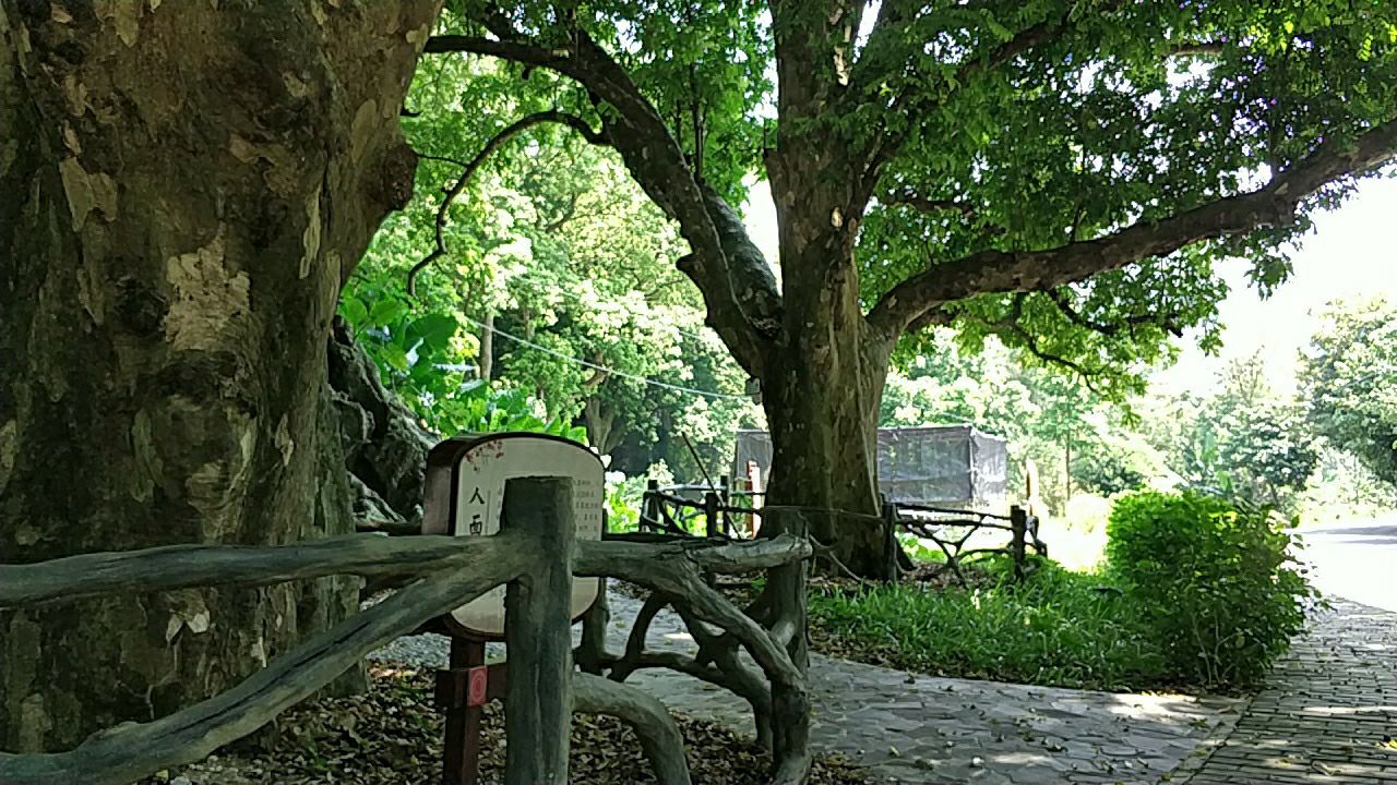 石寨古树公园旅行图片 1