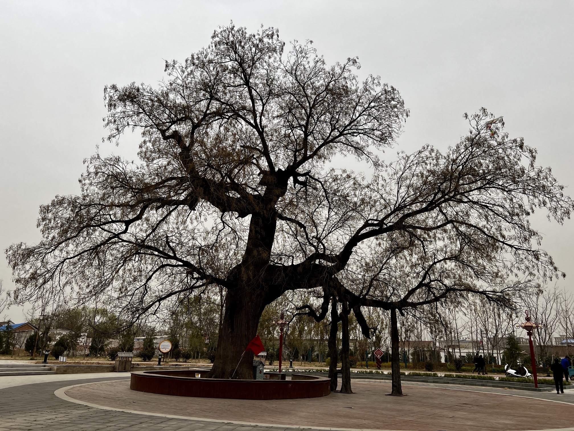 唐槐公园旅行图片 1