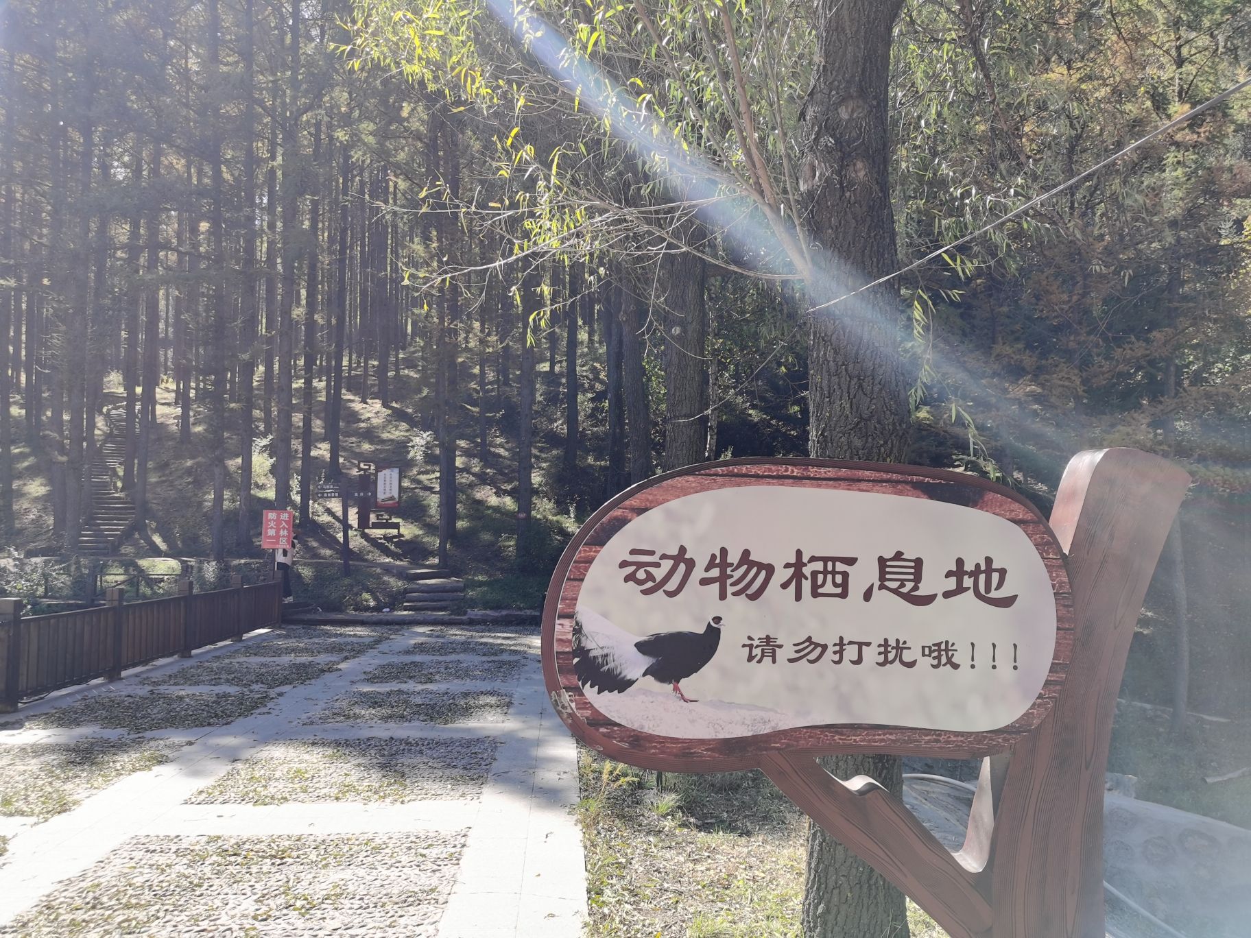 吕梁山森林公园石马沟景区旅行图片 3