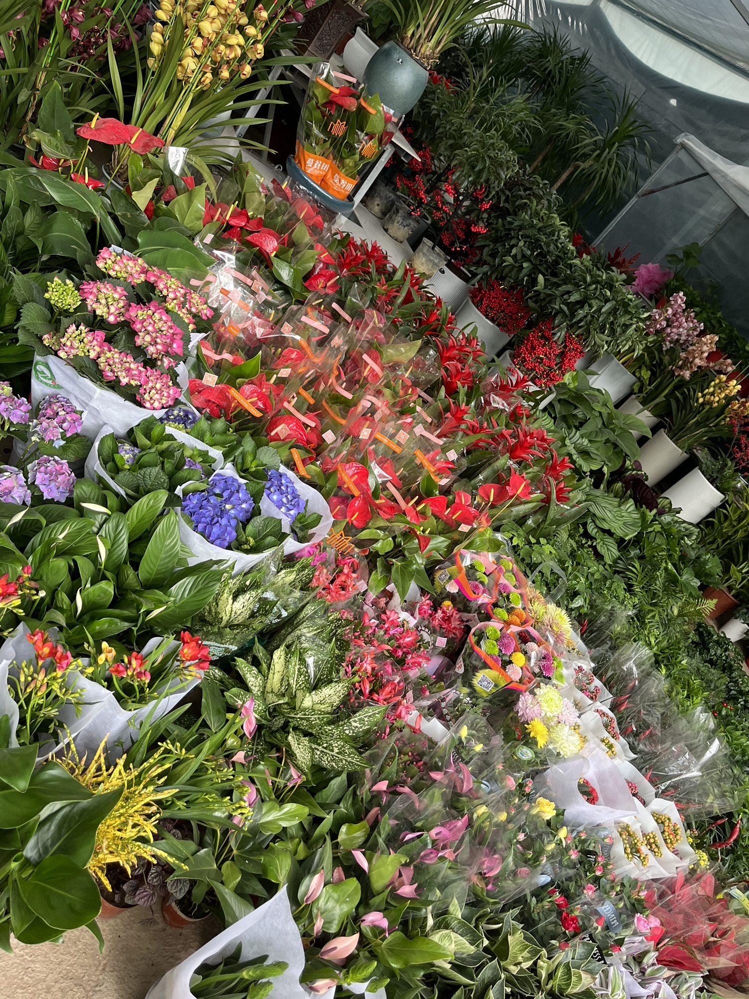 万家汇花鸟鱼虫市场