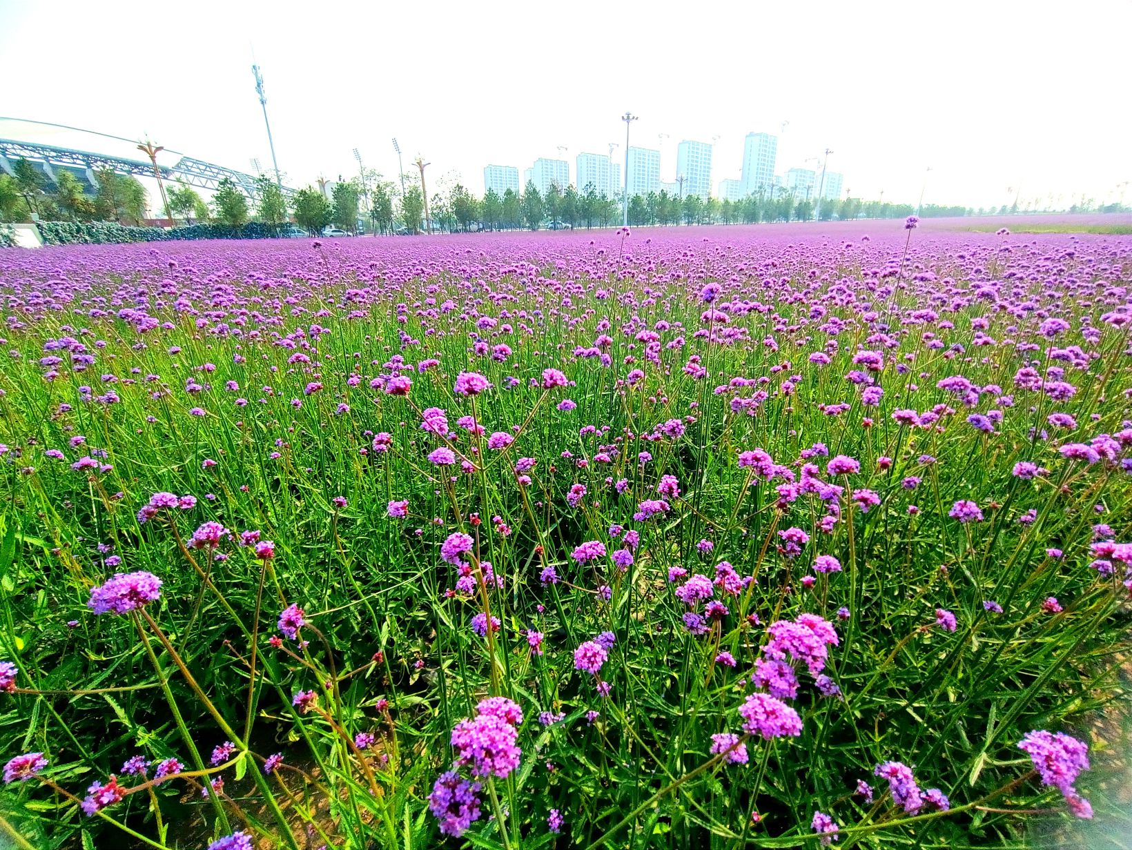梅小野星光花海旅行图片 3