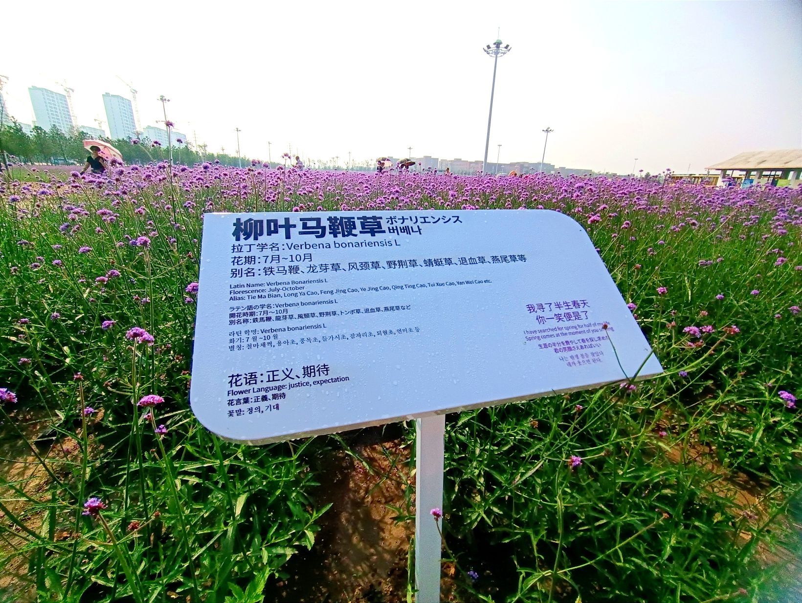 梅小野星光花海旅行图片 1