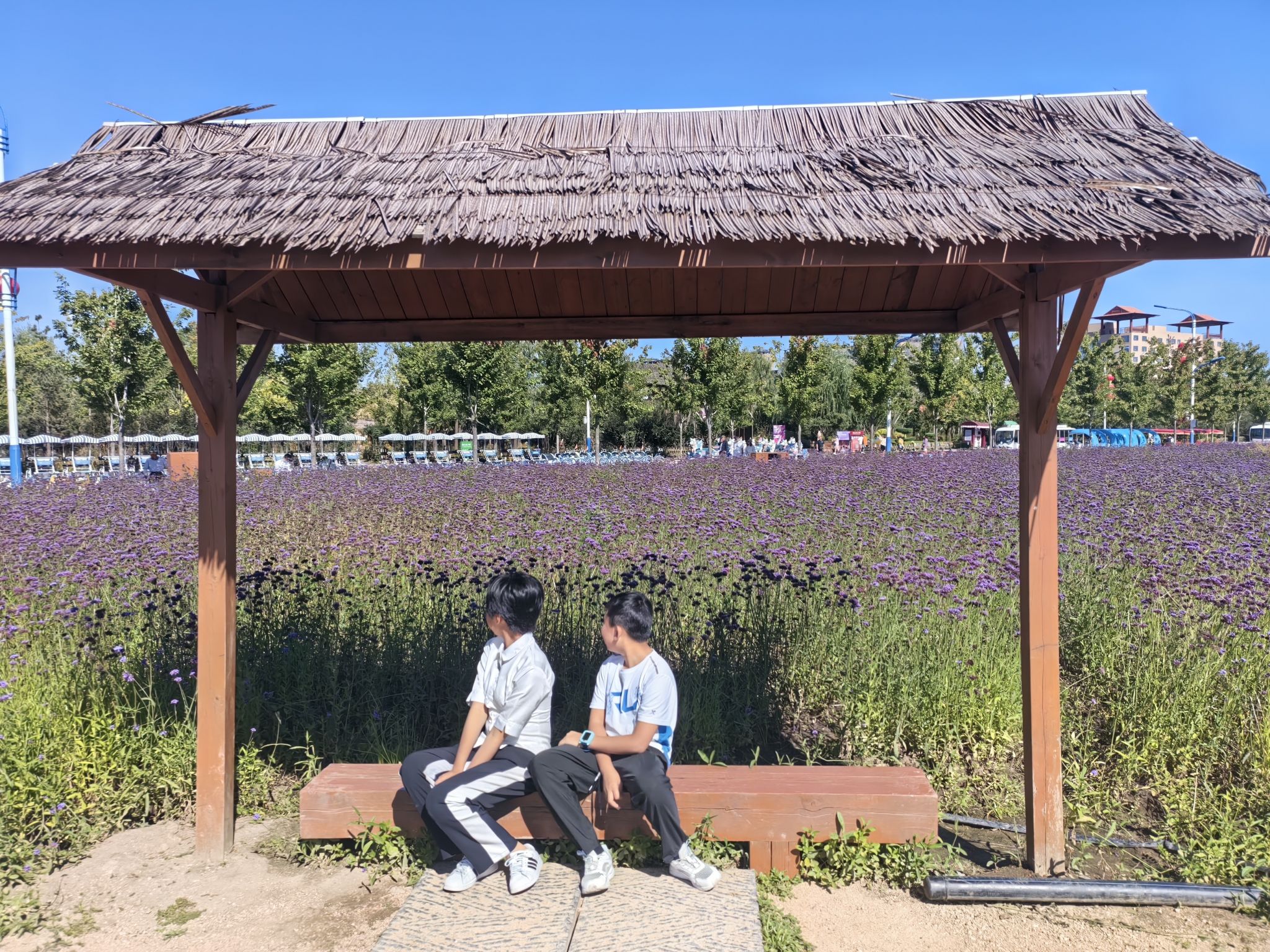 梅小野星光花海旅行图片 2