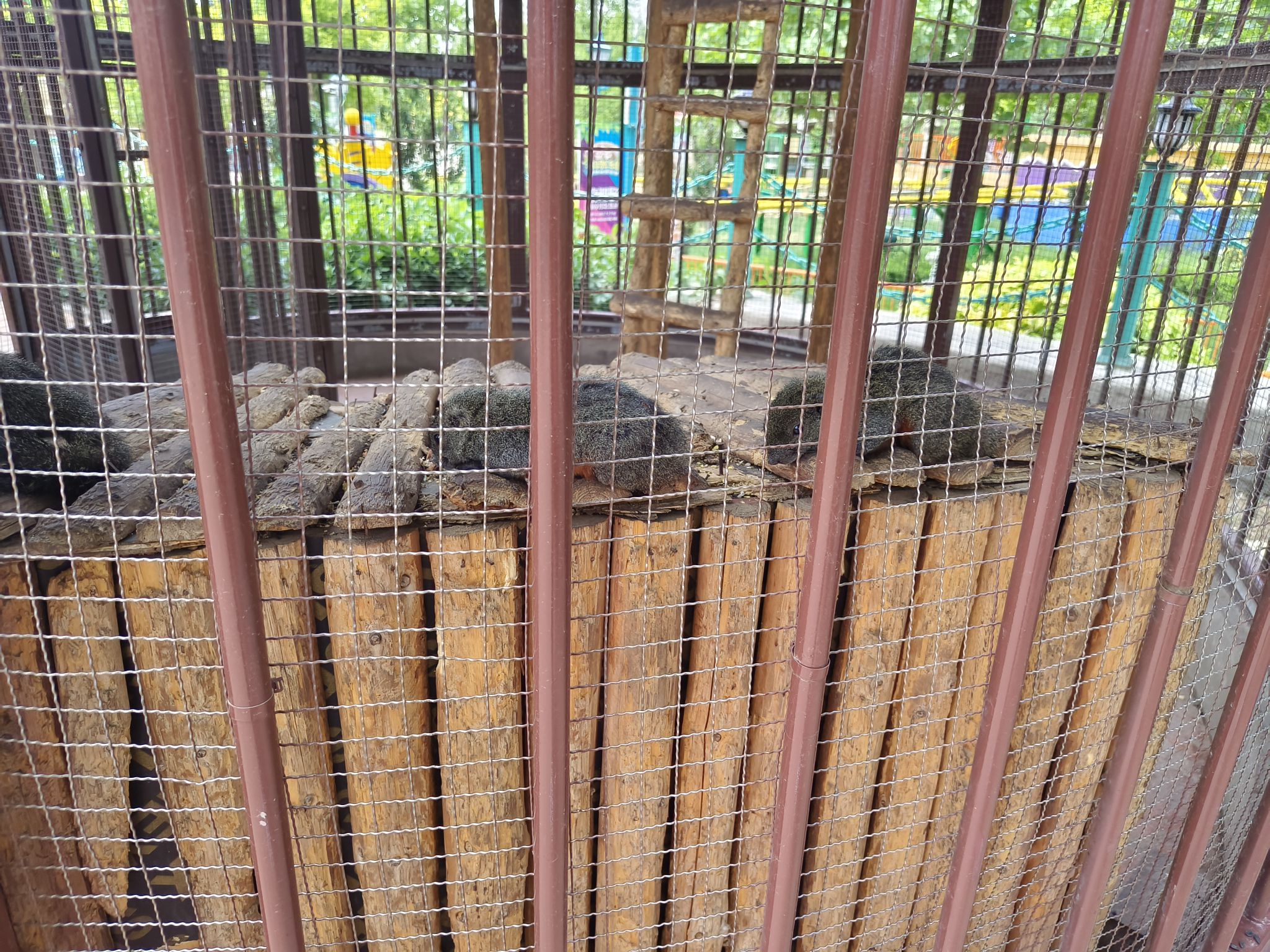 辛玛奇幻乐园旅行图片 3